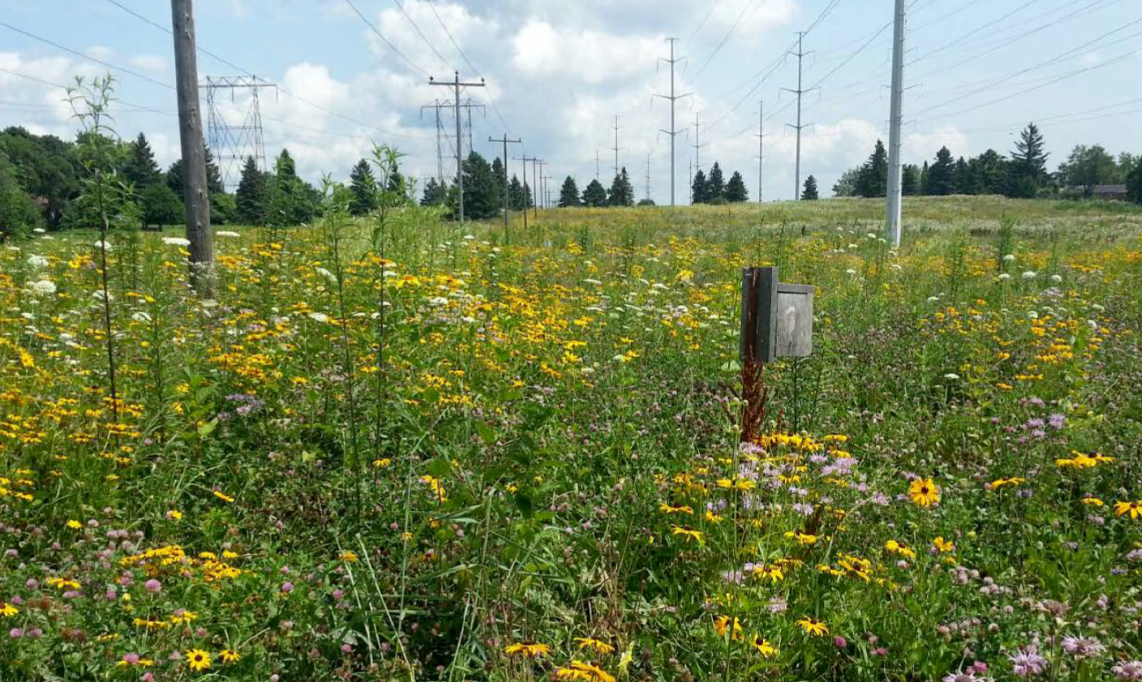 (Source: TRCA)