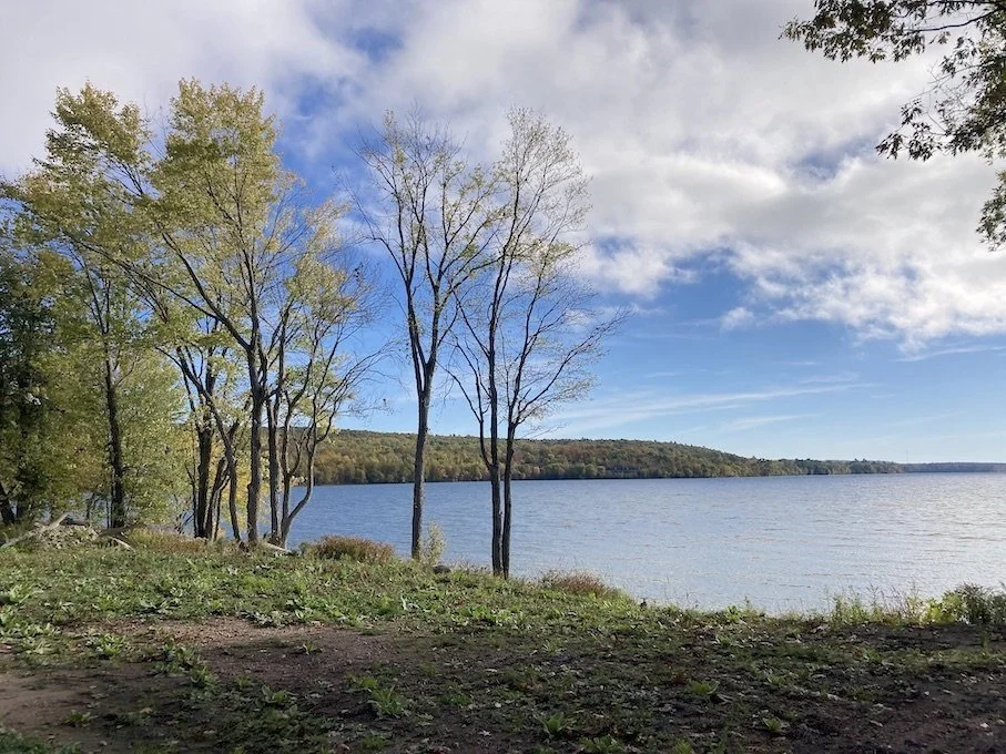 Existing trees and shoreline by SpruceLab