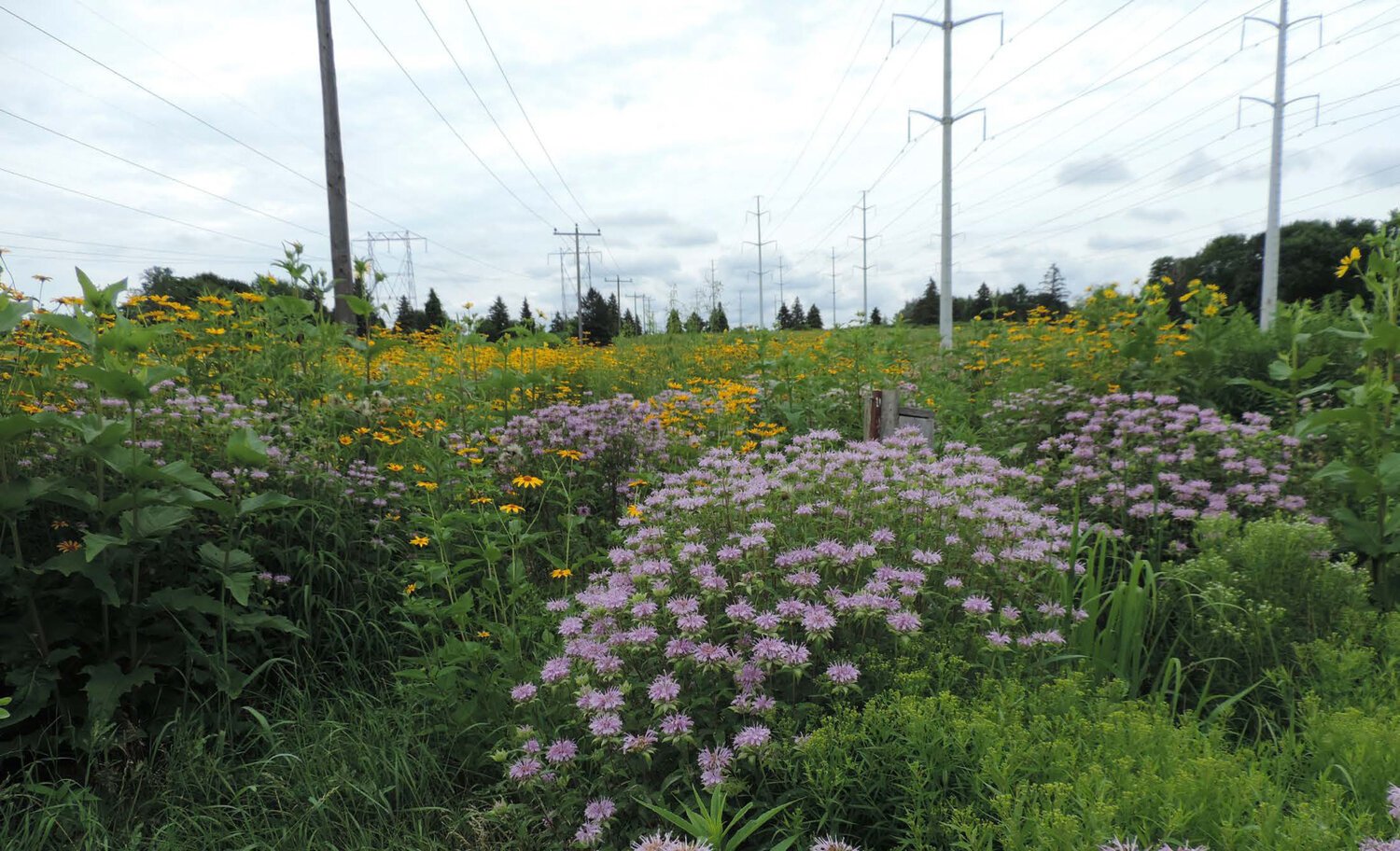 (Source: TRCA)