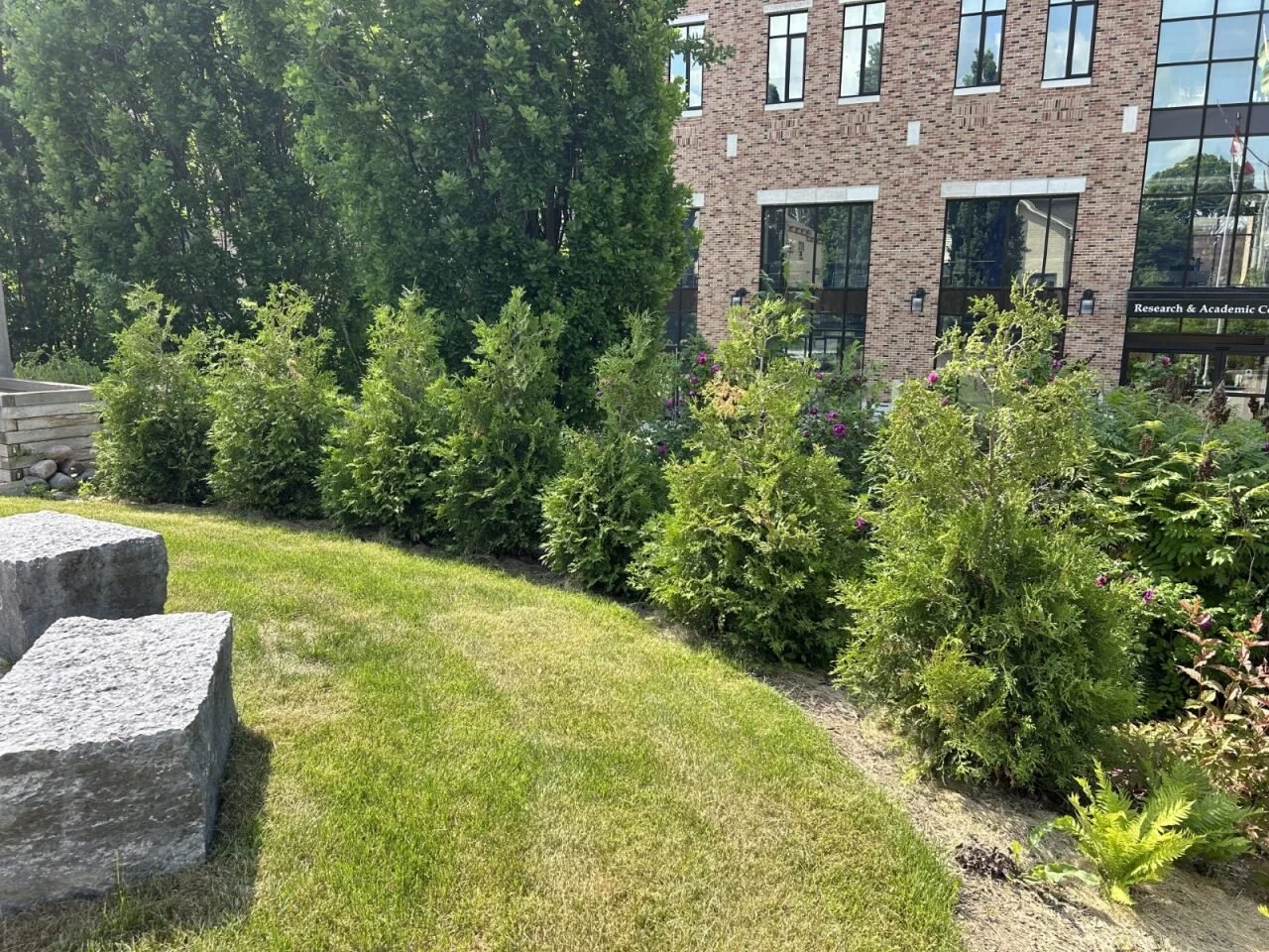 Cedar plantings by SpruceLab