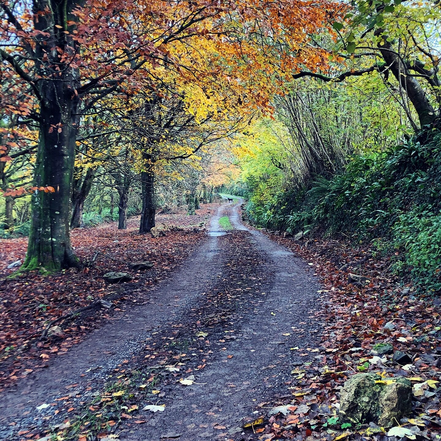 Something with 4 legs in the distance&hellip;

Someone told us today how beautiful the driveway into Hareston is, and it&rsquo;s true! Its a beautiful backdrop to repair potholes! Especially with this fading autumnal colour pallet. 

#autumnvibes🍁 #