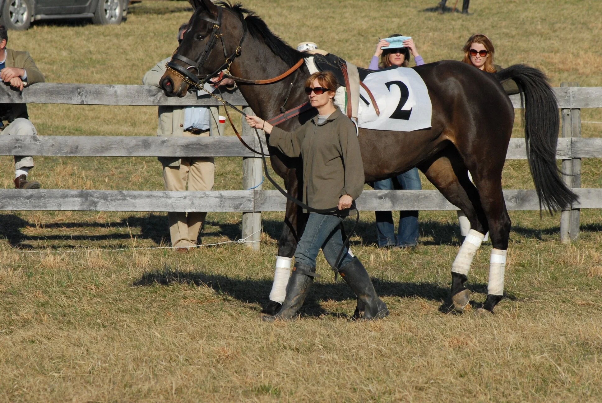"Sheisacraftydam" in the parade ring being walked and saddled by her owner, Ms. Brandy Clark just before her race over timber.