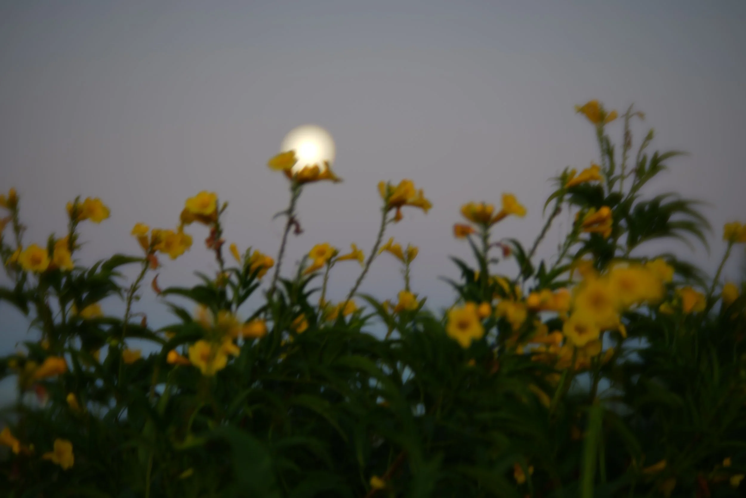 DSC01304.JPG