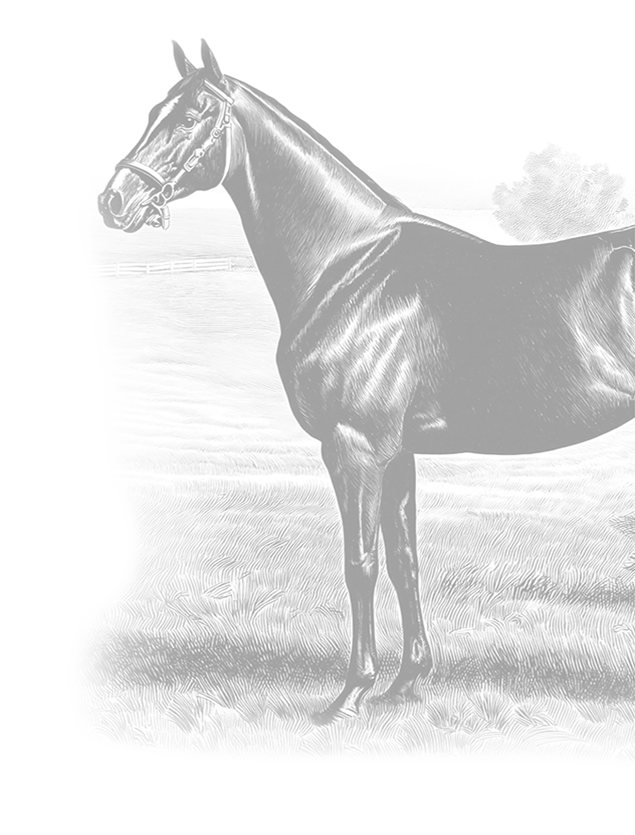 Calumet Farm 12 Year Old - Vintage Horse Illustration