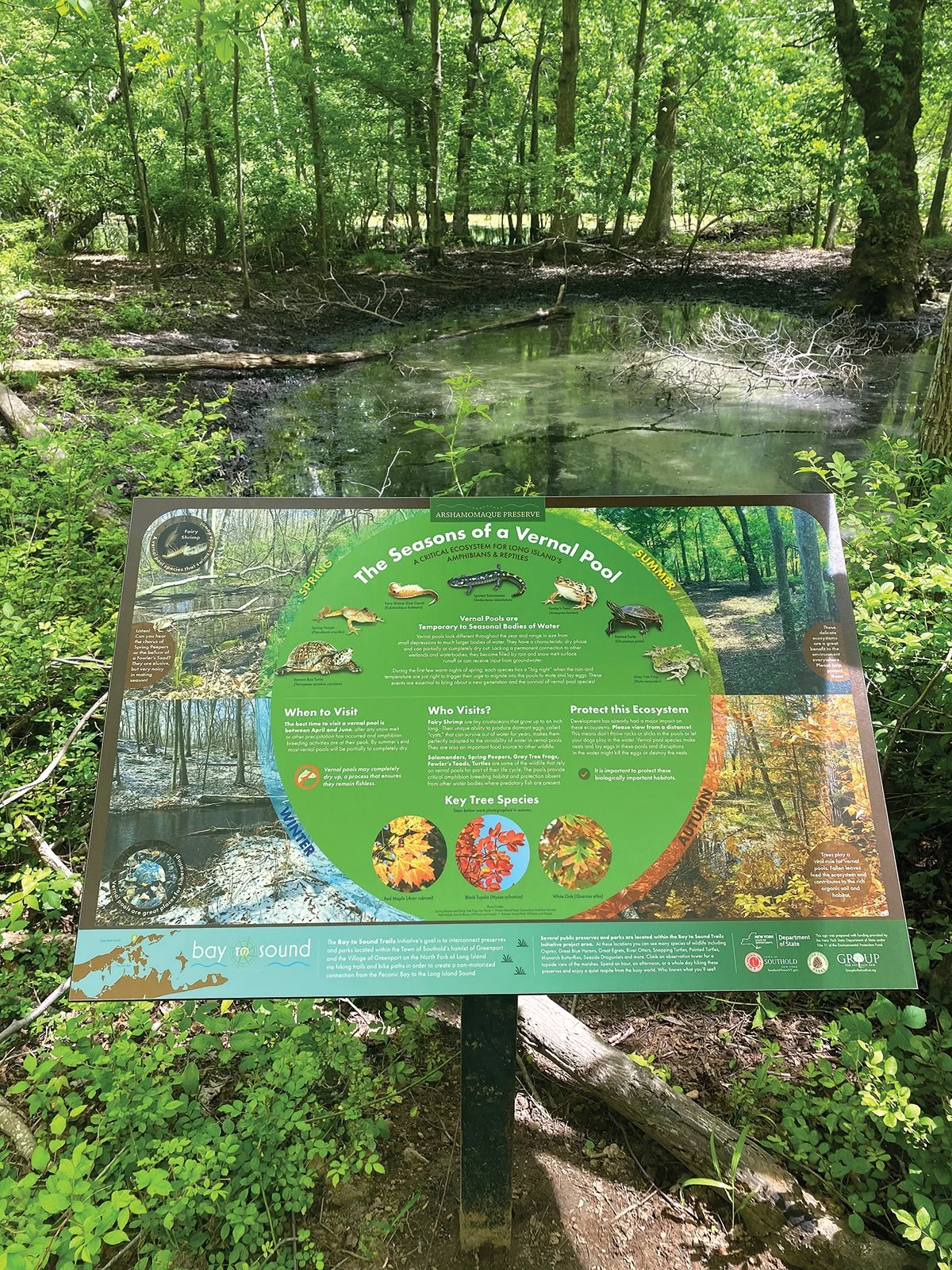 Bay-to-Sound---Educational-Sign-Vernal-Pools.jpg