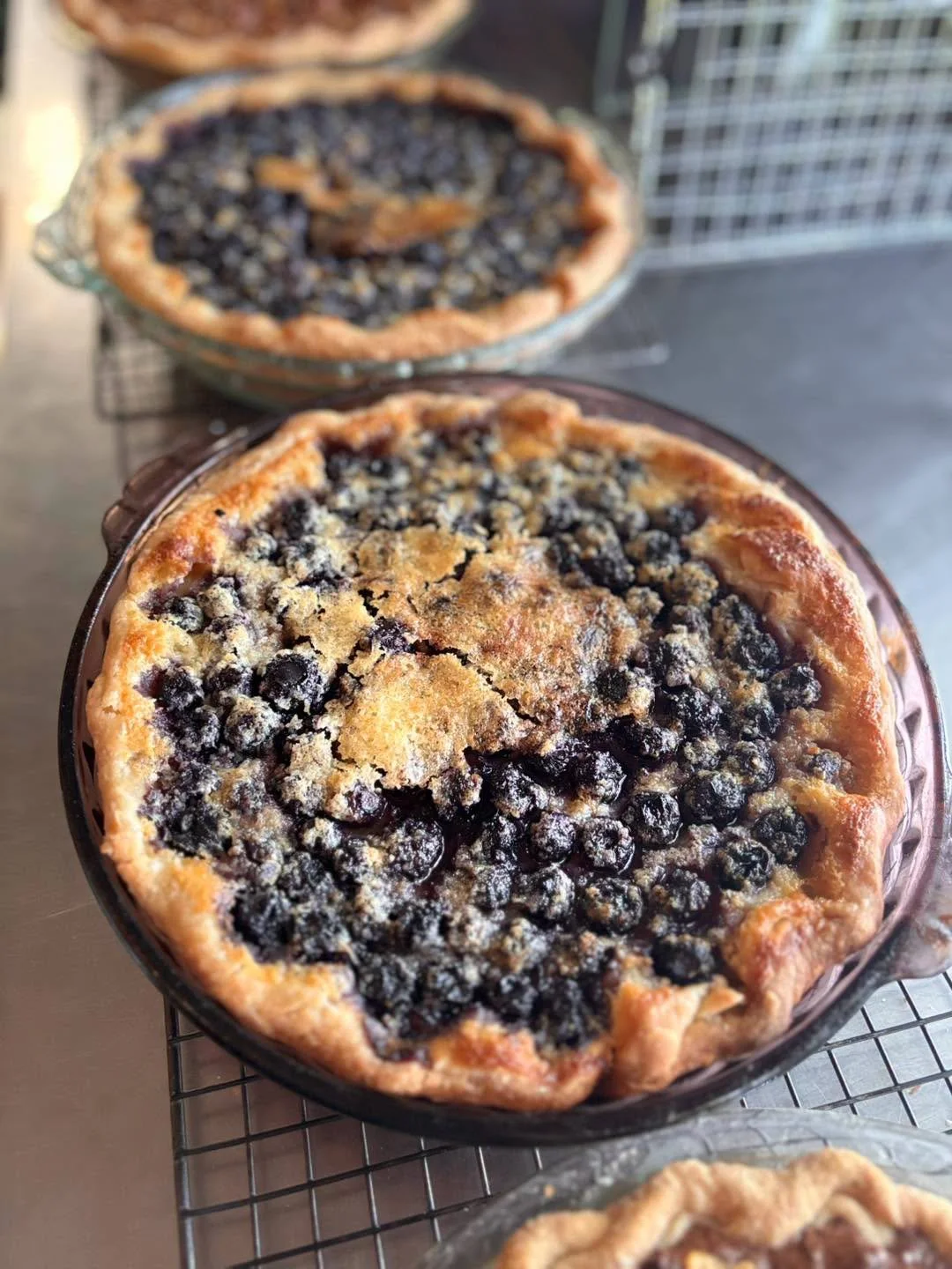 pies 1.jfif