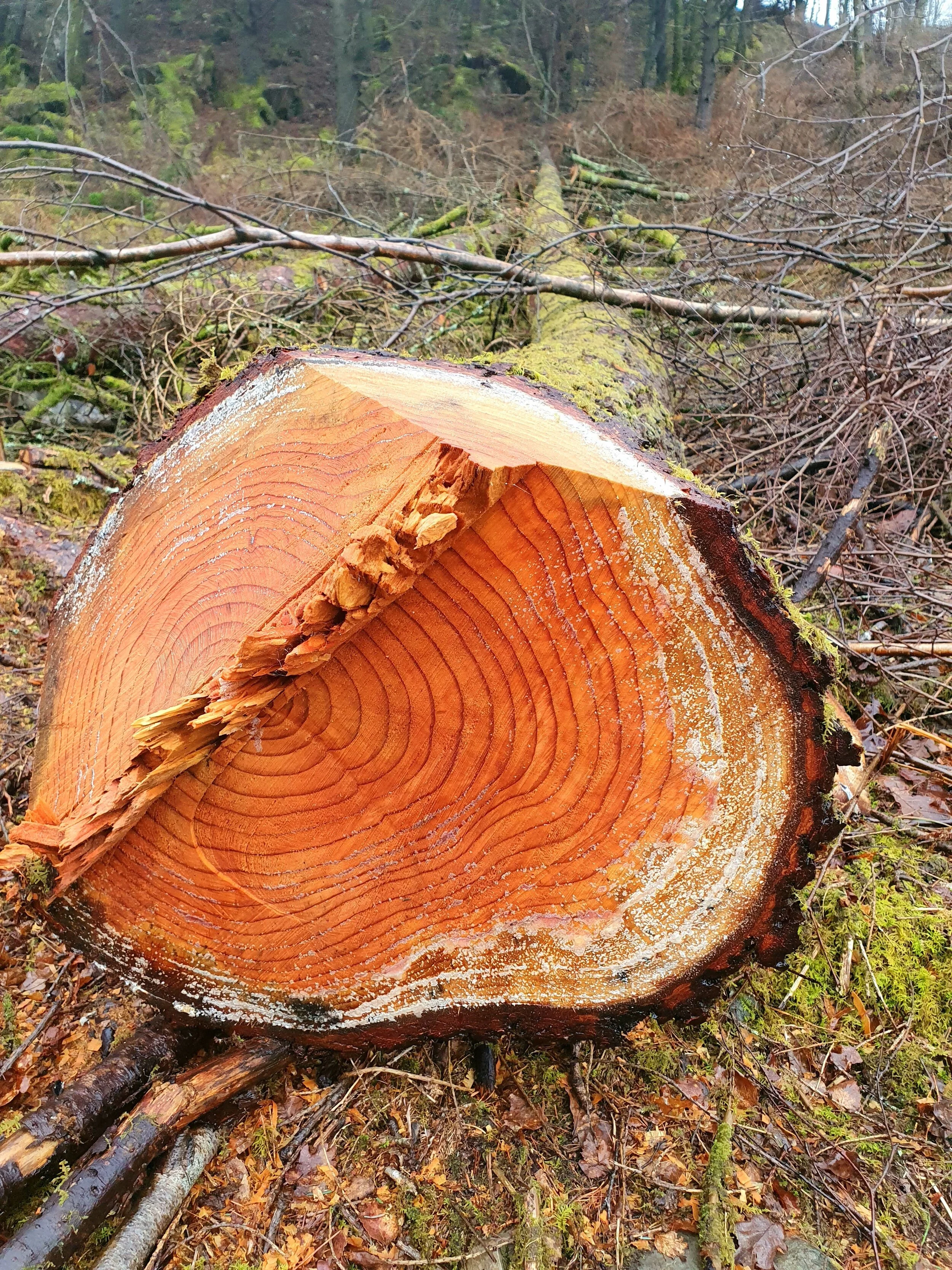 Selective thinning as part of woodland management in Cumbria