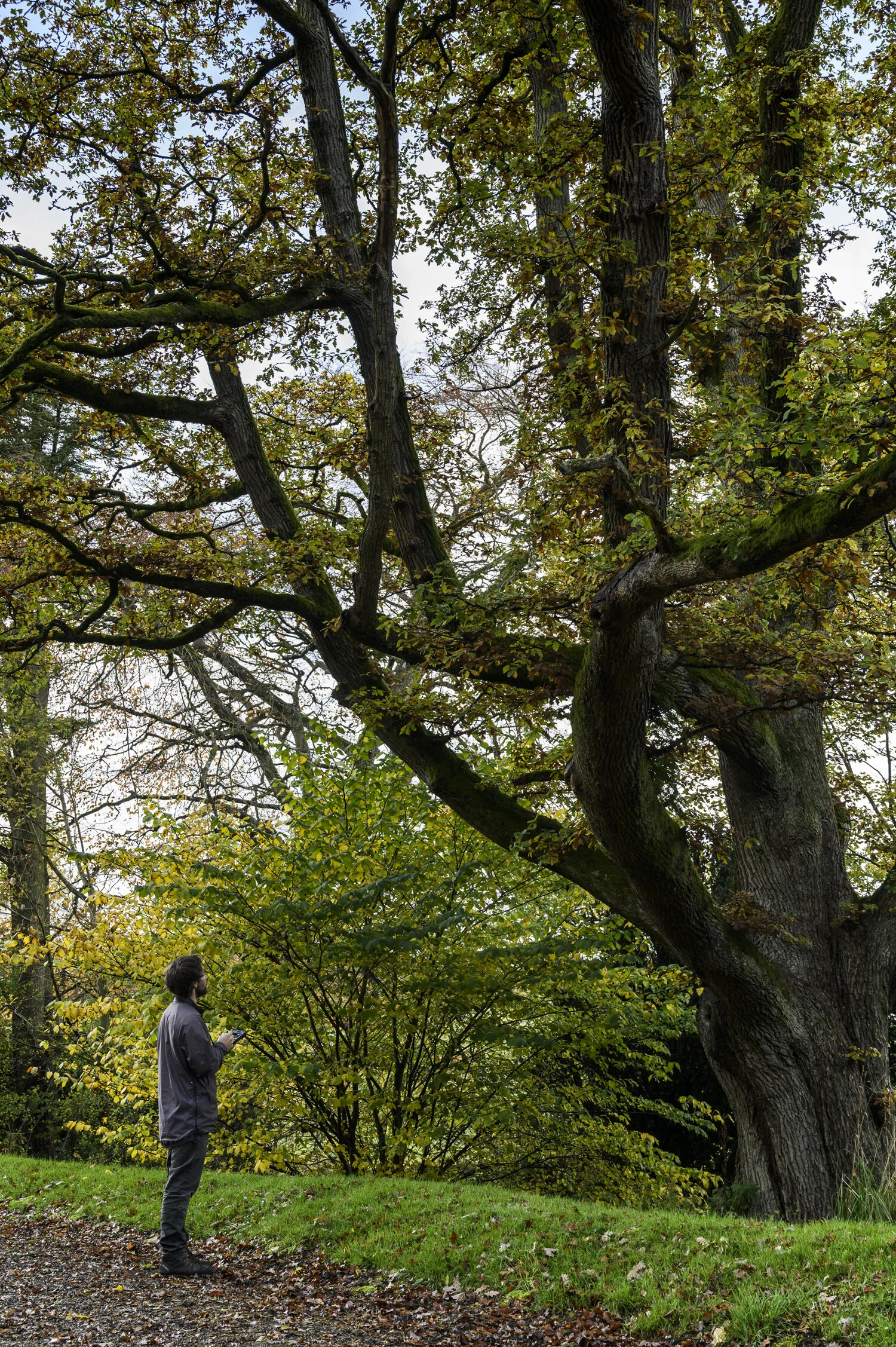 Arboricultural consultant carrying out BS5837 tree survey in Cumbria