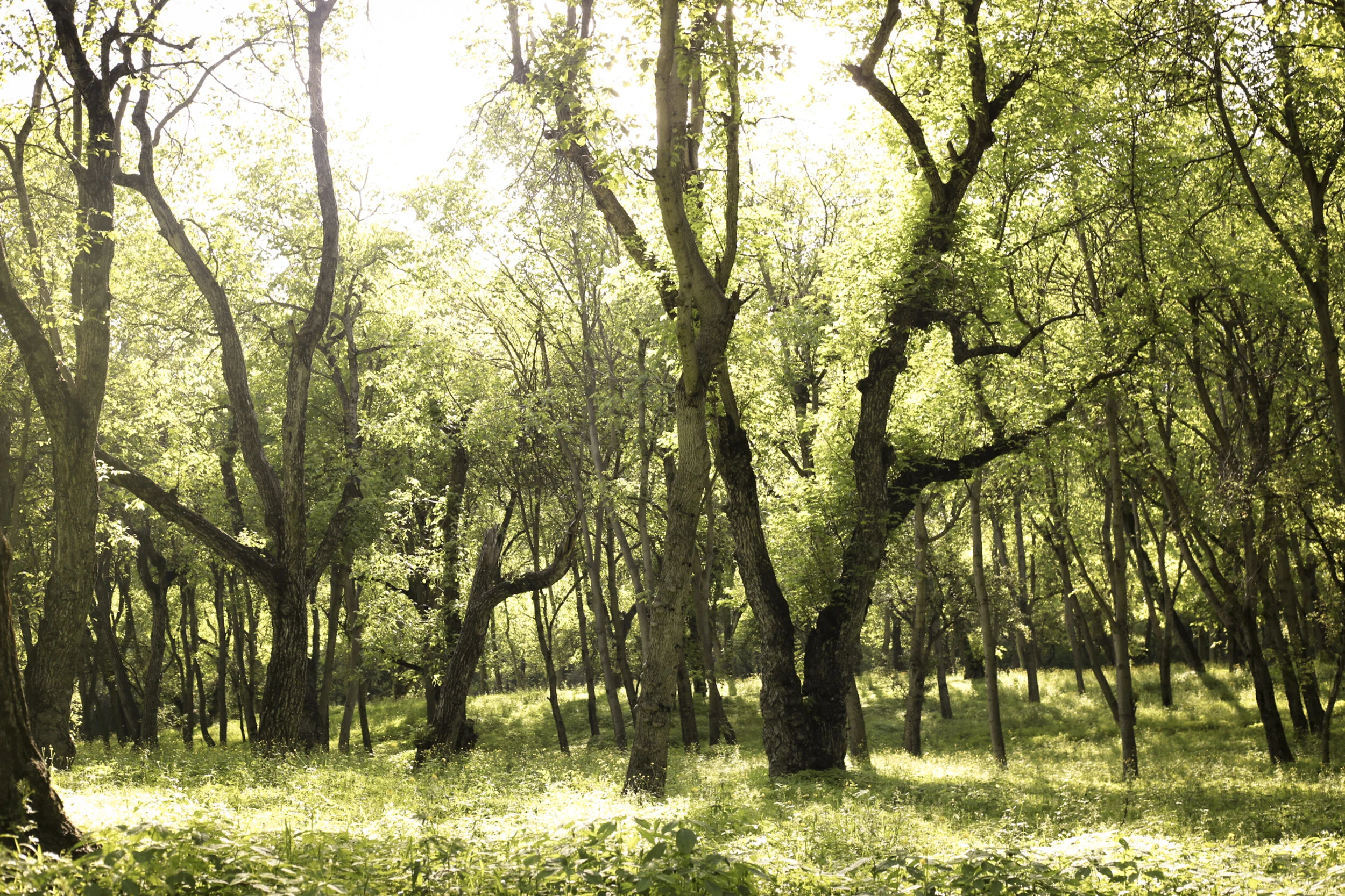 Arboricultural consultant carrying out a tree survey in Cumbria