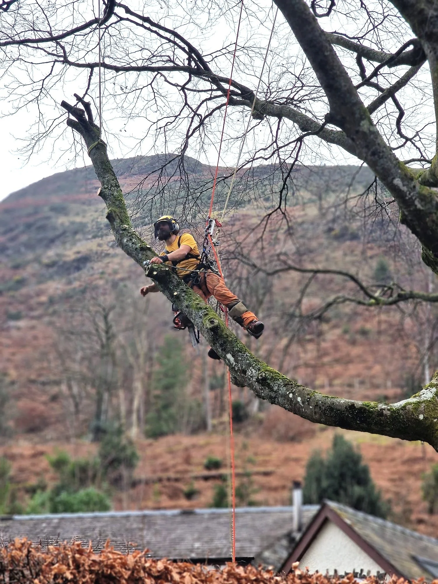Professional tree surgery and tree care services in Cumbria