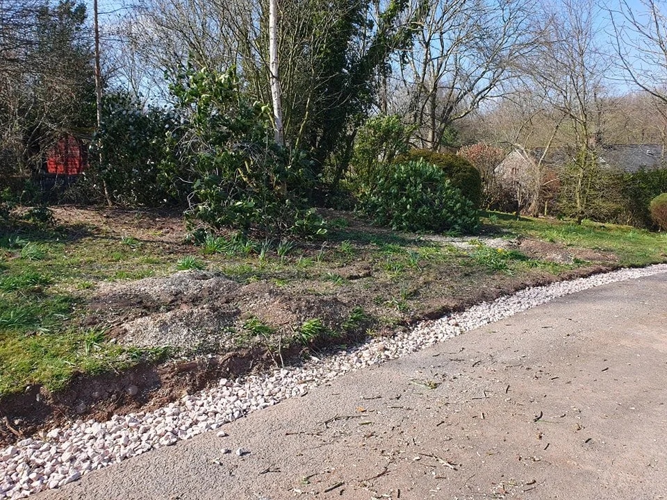 Before and afters photos of the Horse chestnut stumps after stump grinding to make may for the new trees.