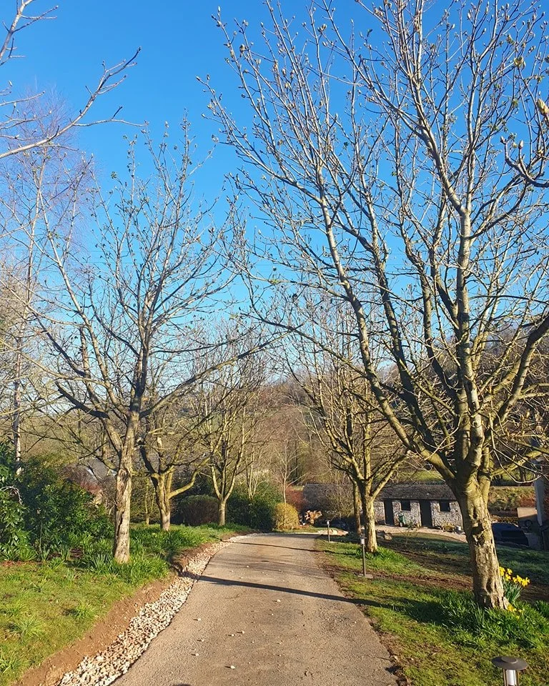 An avenue of Horse Chestnuts with Bleeding canker, 7 of the 11 trees were in poor condition. These were removed to make way for new trees to be planted.