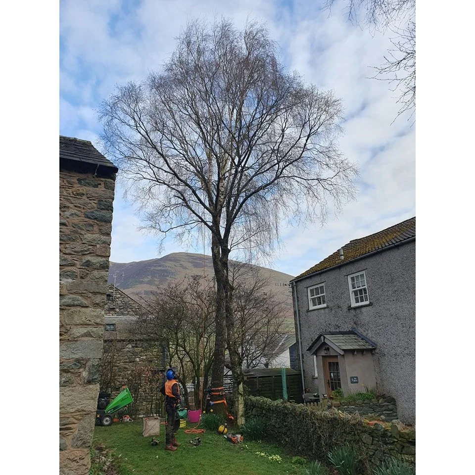 Two small Birch trees removed.

The logs and woodchip left for the customer to use.