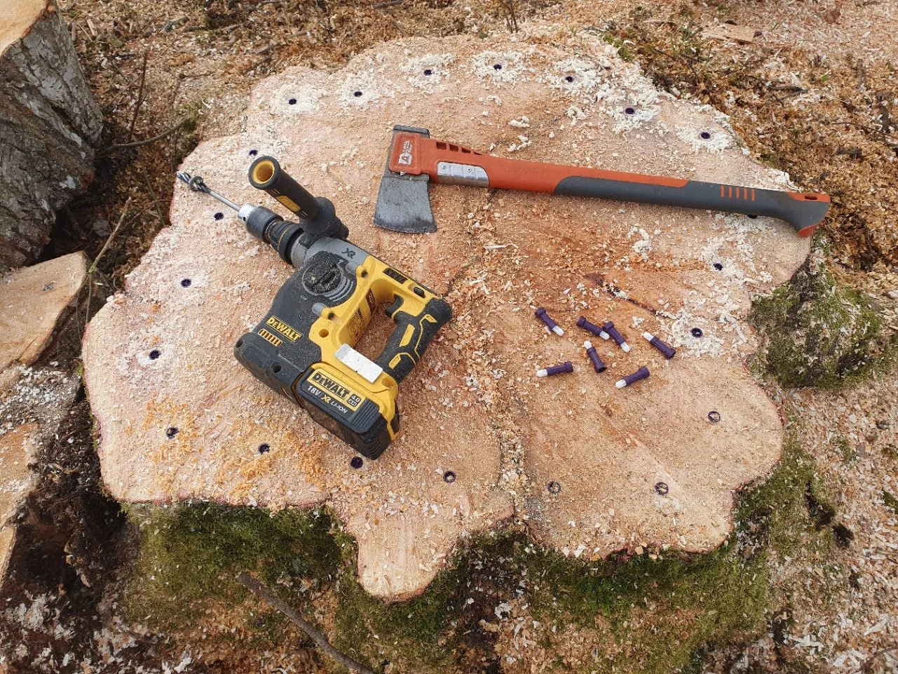 One of several stumps from a recent clearance job treated with Ecoplugs to prevent regrowth.