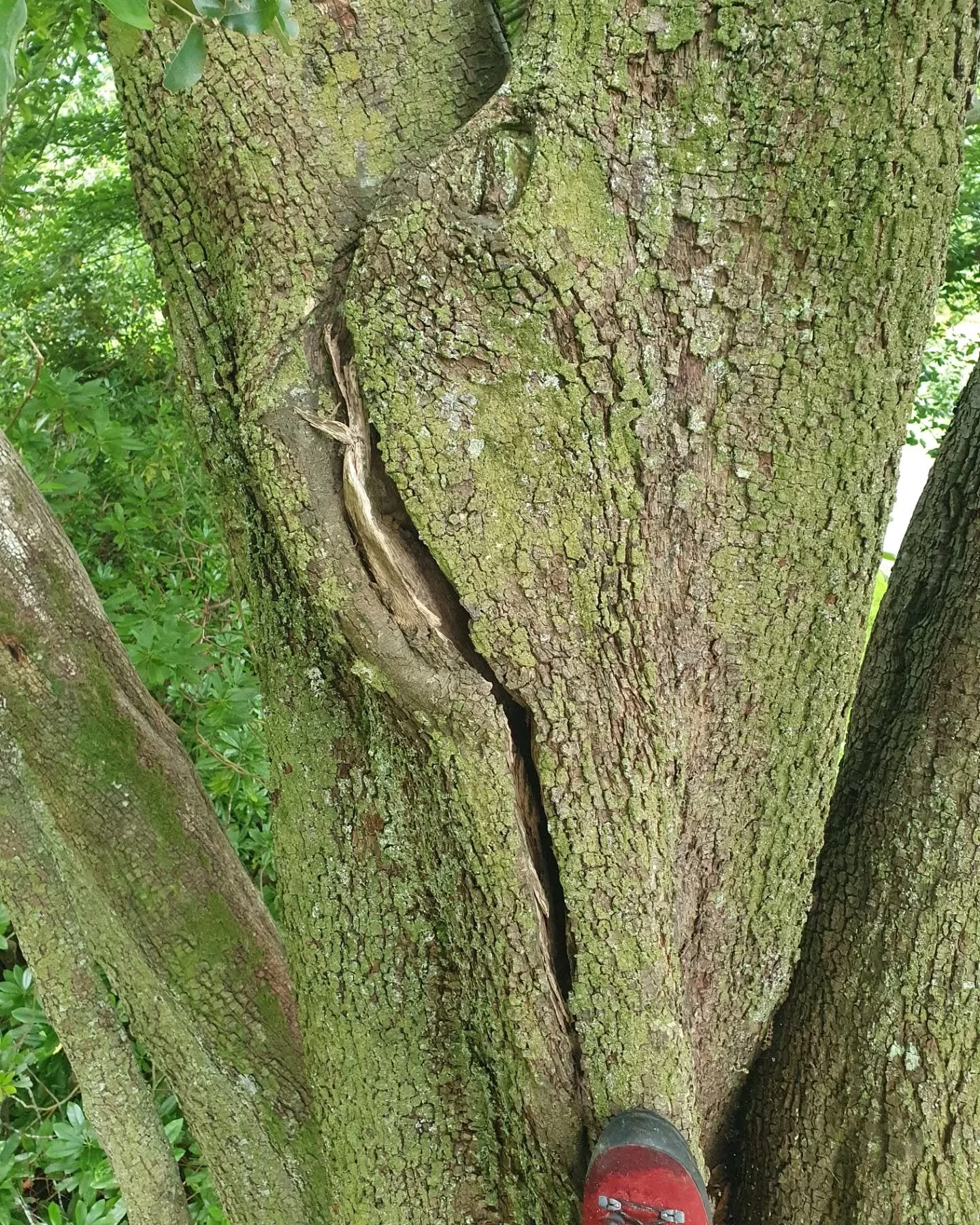 Cobra bracing installed in a Holme oak for @arbclearltd