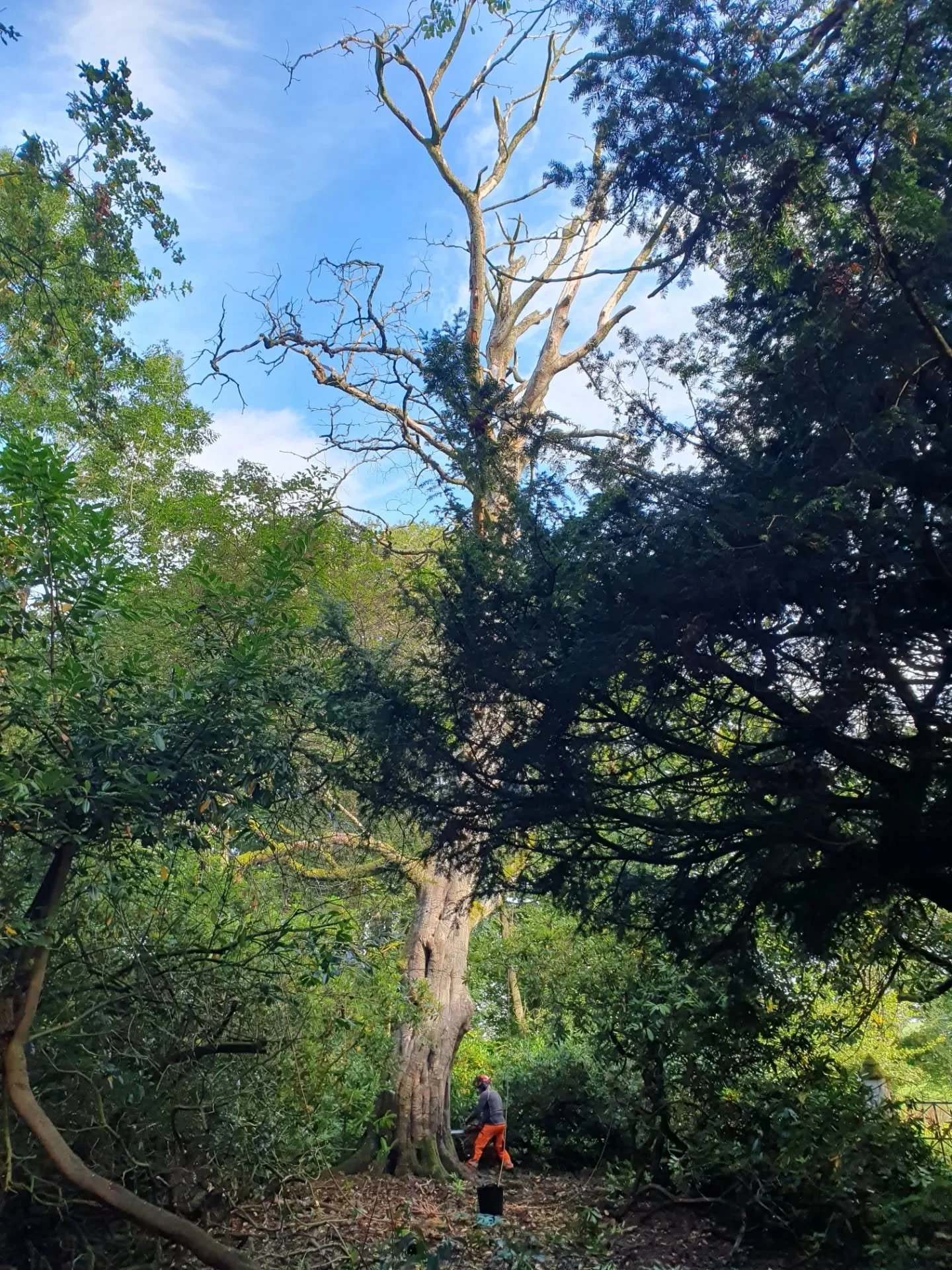 One of two dead Beech trees @arbclearltd
The base had Kretzchmaria, Ganoderma and honey fungus and clearly decayed leaving an unknown margin of strength to work with.
The plan to remove it was based on me not wanting to be in the tree whilst whilst
