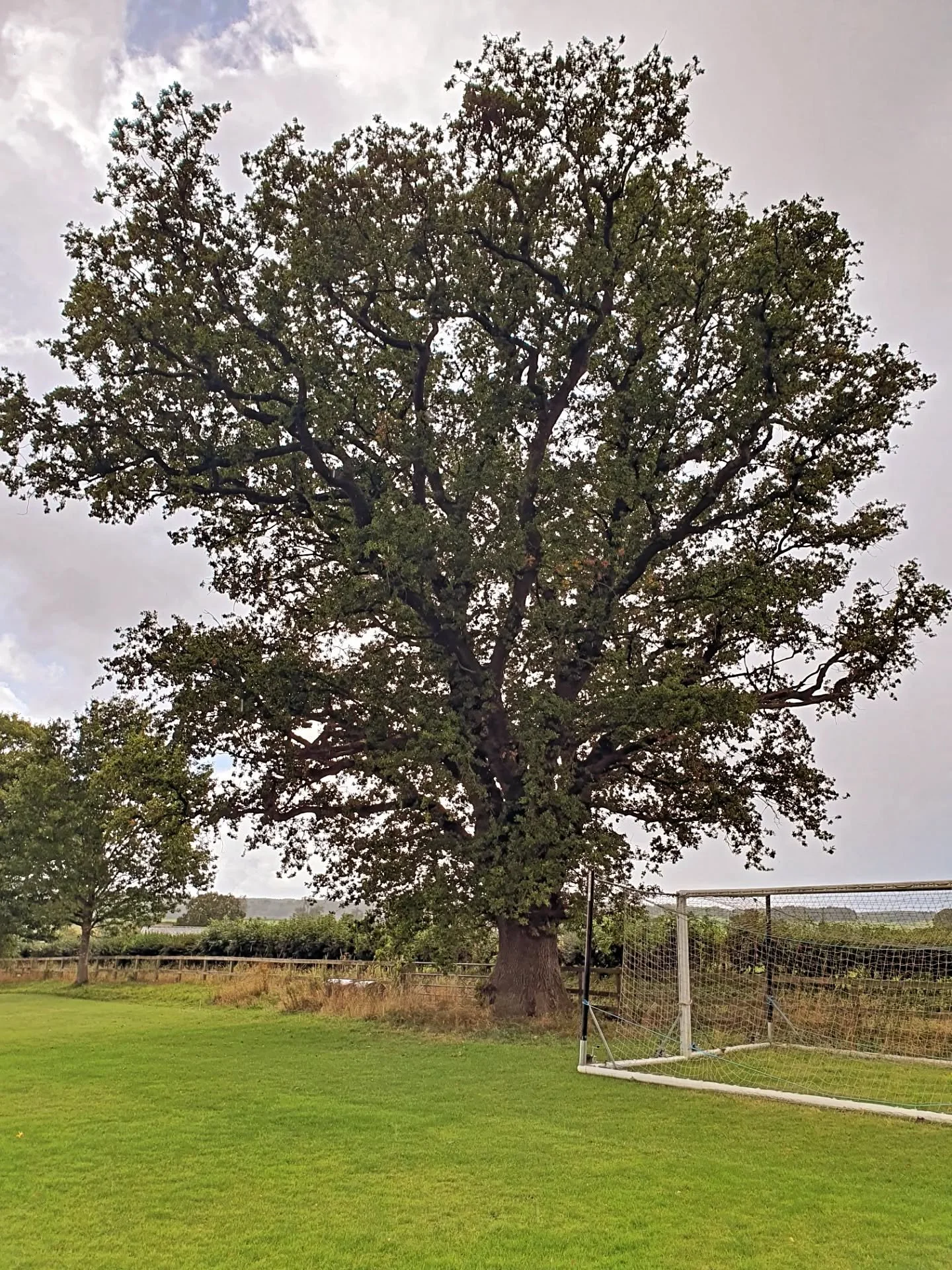 Tree risk survey at Langwathby and Edenhall sports ground picked up this wonderful big Oak with Ganoderma sp. and Pseudoinonotus dryadeus. 
The trunk has some amazing fluting, but decay is evident. This has been recommended for sonic tomography to g