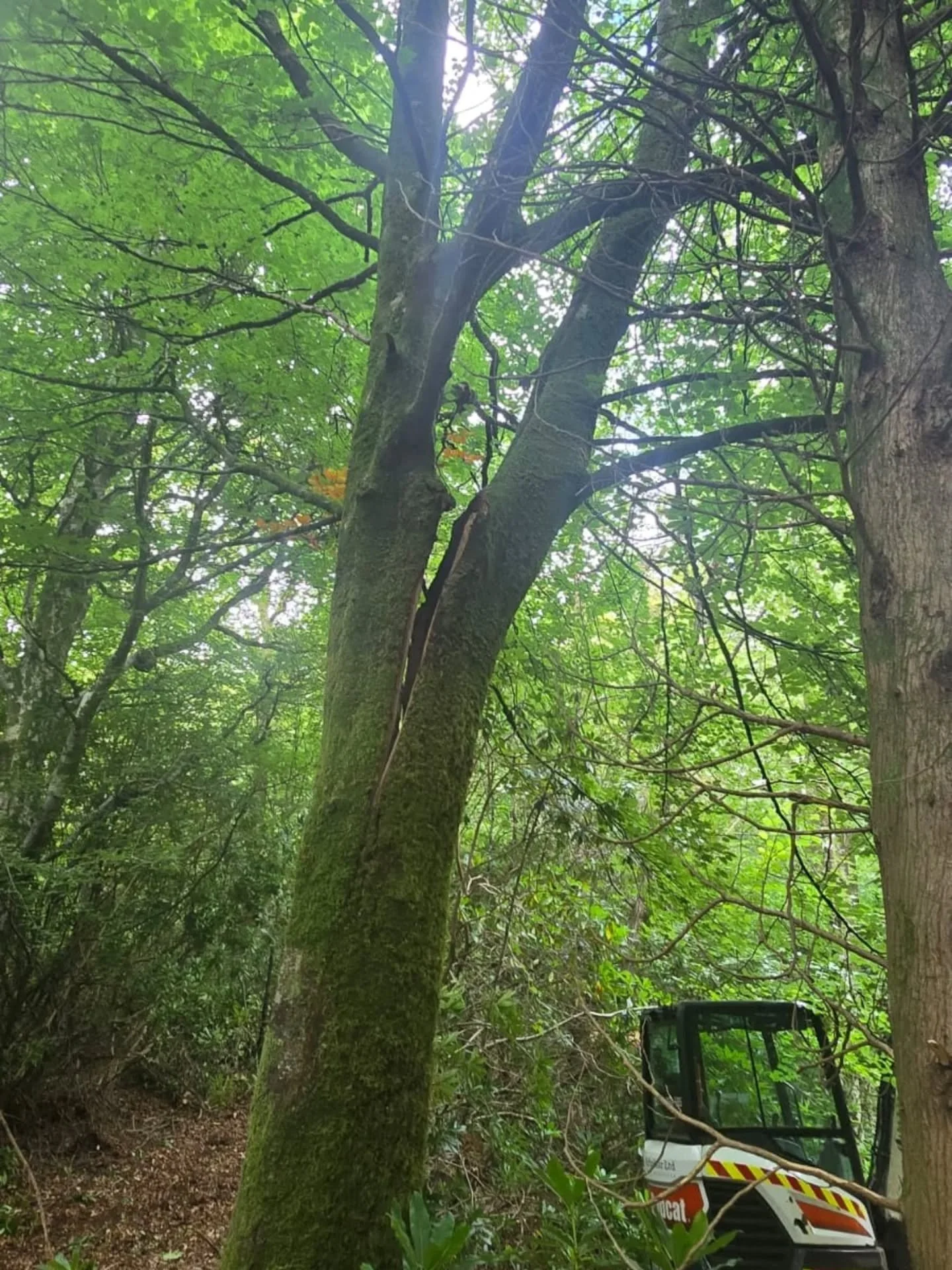 A partially failed beech tree was removed for @arbclearltd which was overhanging the entrance drive to an estate.