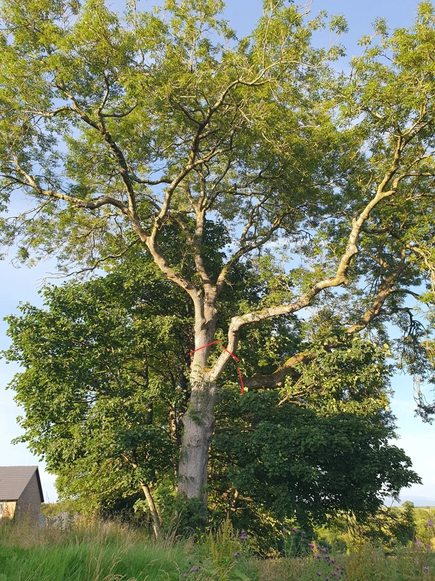Removal of the canopy of an Ash tree in Greystoke.

The land managers were notified of a crack on the stem and sought advice on managing the tree.

The crack wasn't fresh it has a years worth of adaptive growth on the sides and likely happened in win