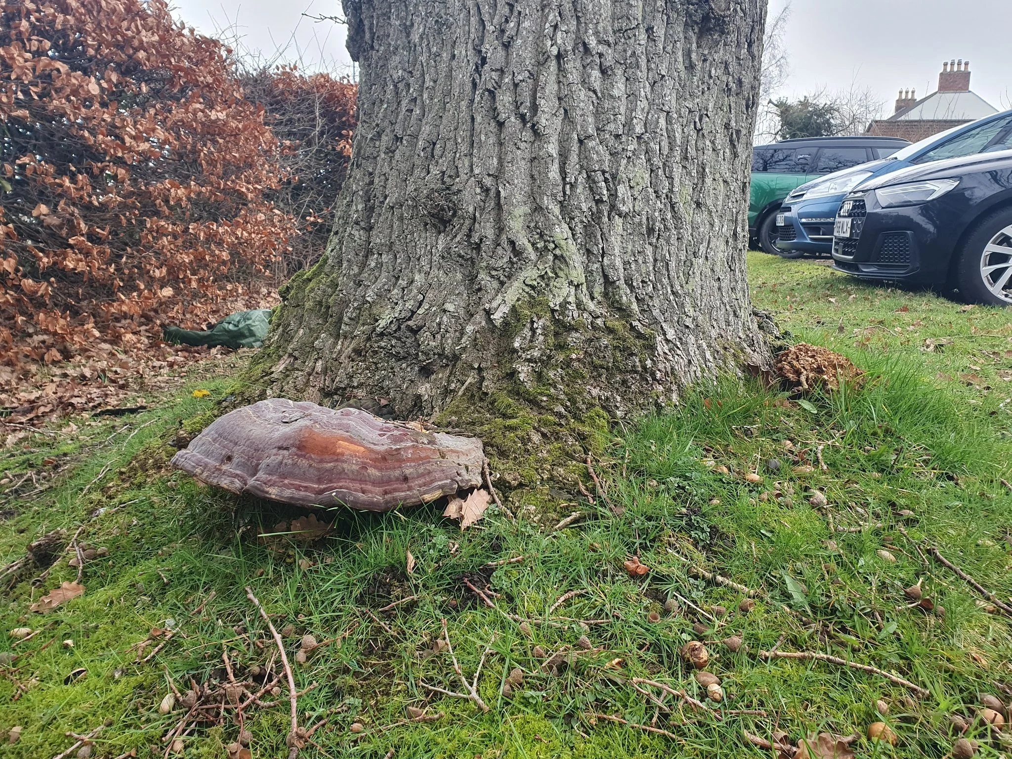 Grifola frondosa and a suspected Ganoderma resinaceum at the base of an Oak tree in a car parking area.

Both Grifola frondosa and Ganoderma resinaceum are white-rot fungi that decay the lower stem and buttress roots of oak, progressively reducing st