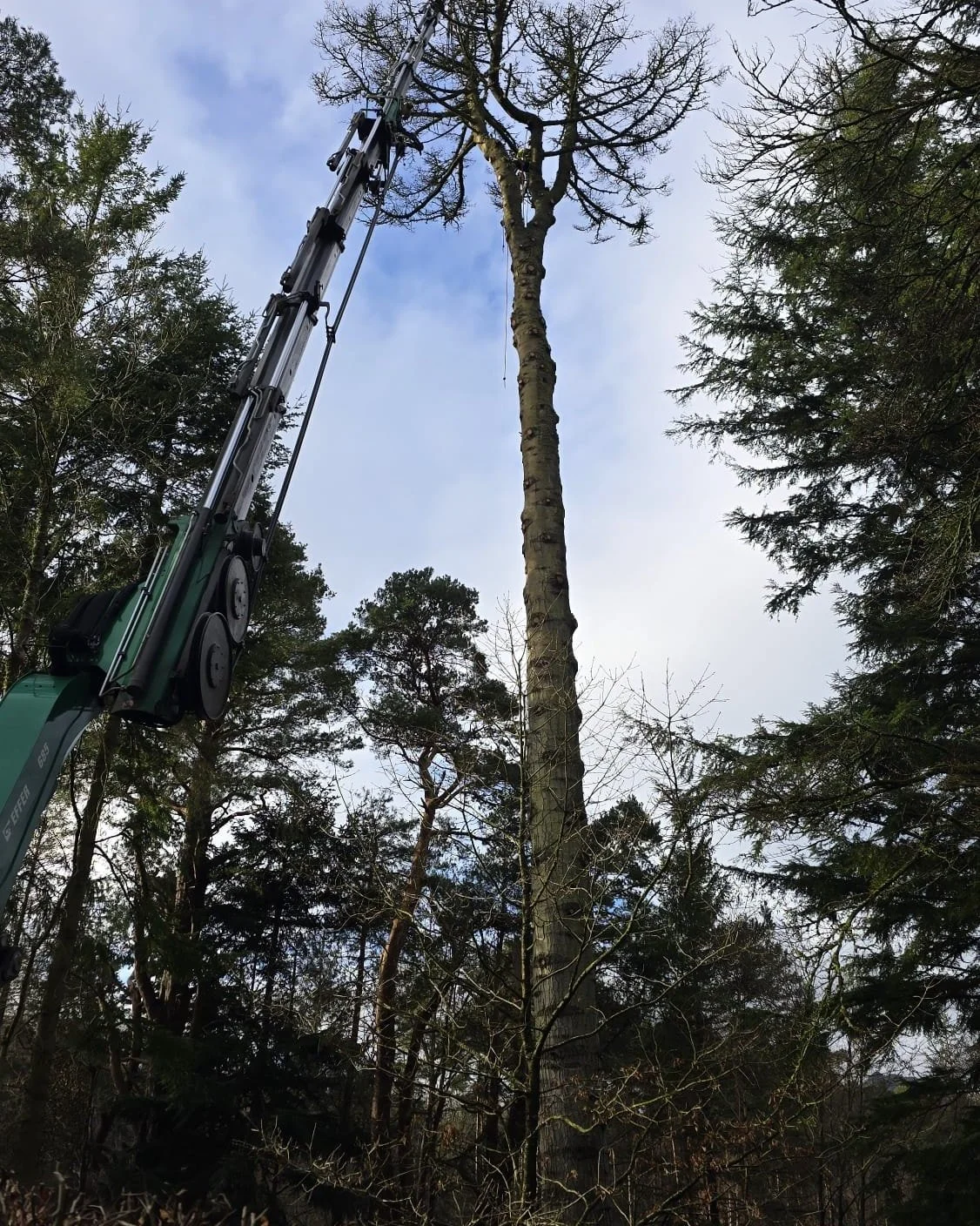 Crane removal for @arbclearltd.

A large dead fir, approximately 30&ndash;35m in height, with honey fungus present around the base.

After assessing the options &mdash; straight felling, sectional dismantling or lifting &mdash; a crane was selected a