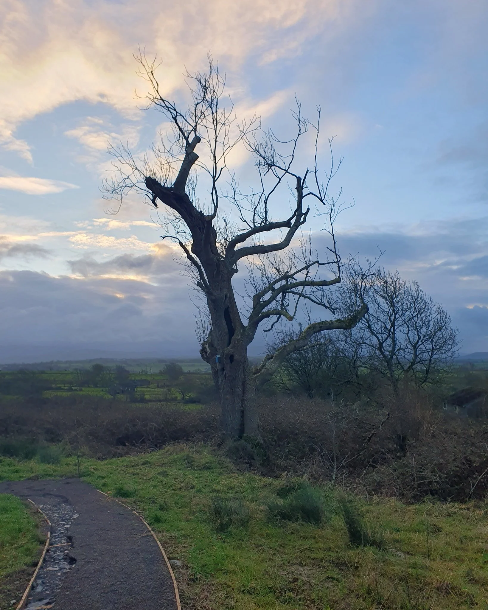 Post-pruning of an impressive ash with significant habitat value retained within the main stem.

Full removal was not required to manage risk. Targeted pruning has reduced the risk to an acceptable level whilst retaining the substantial ecological va