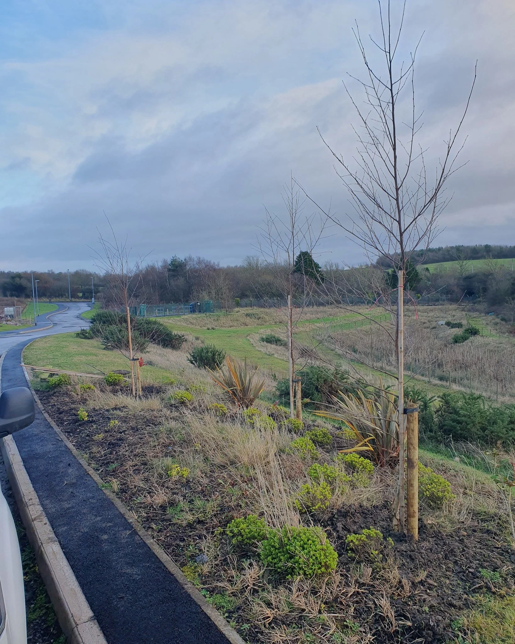 Replacing newly planted trees that had failed to establish on a recent development site.
This work was carried out for Trust Green Open Space Management Company.
Due to the poor, compacted soil conditions typical of post-development ground, replaceme