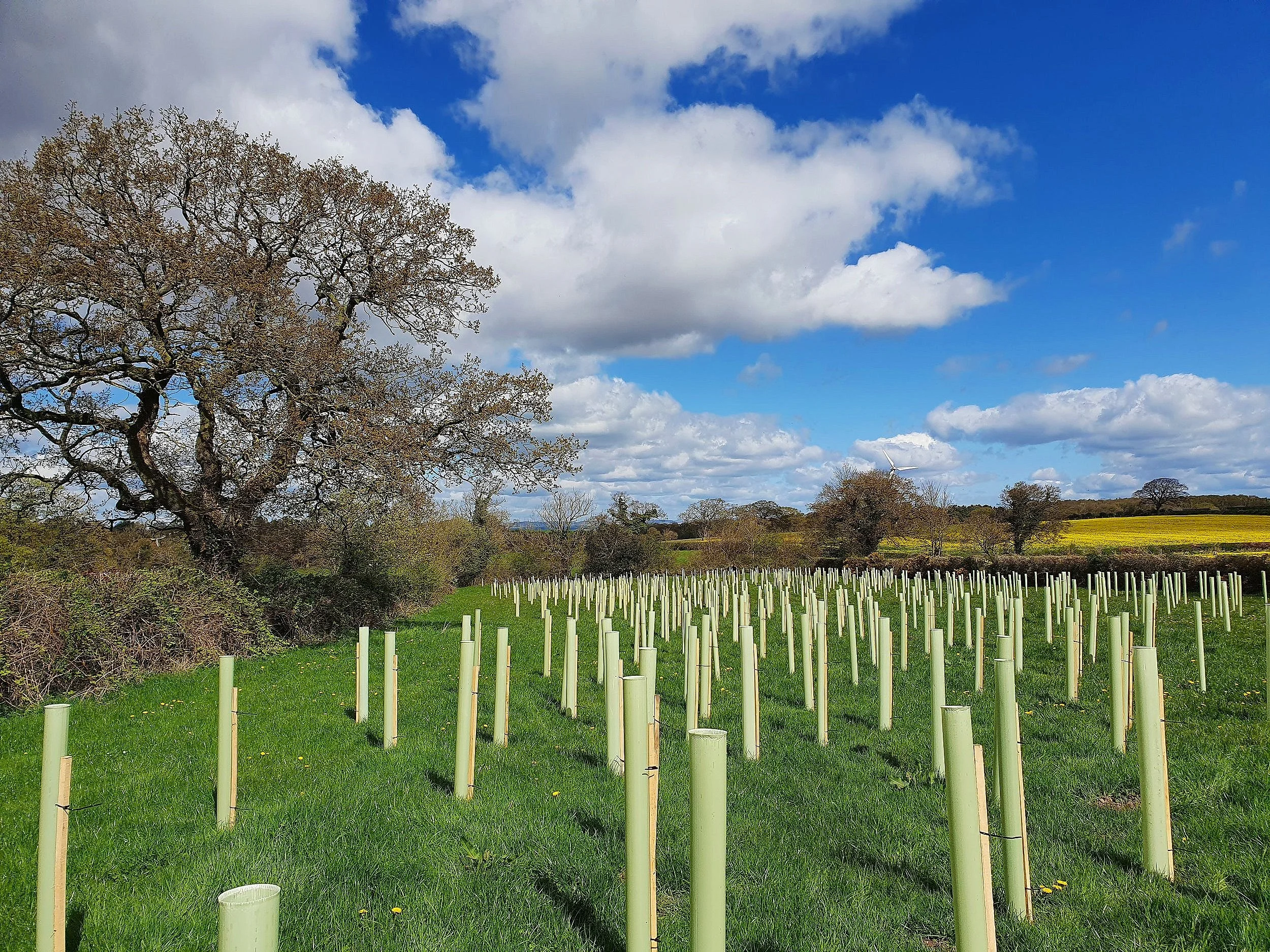 New woodland planting scheme designed and implemented in Cumbria
