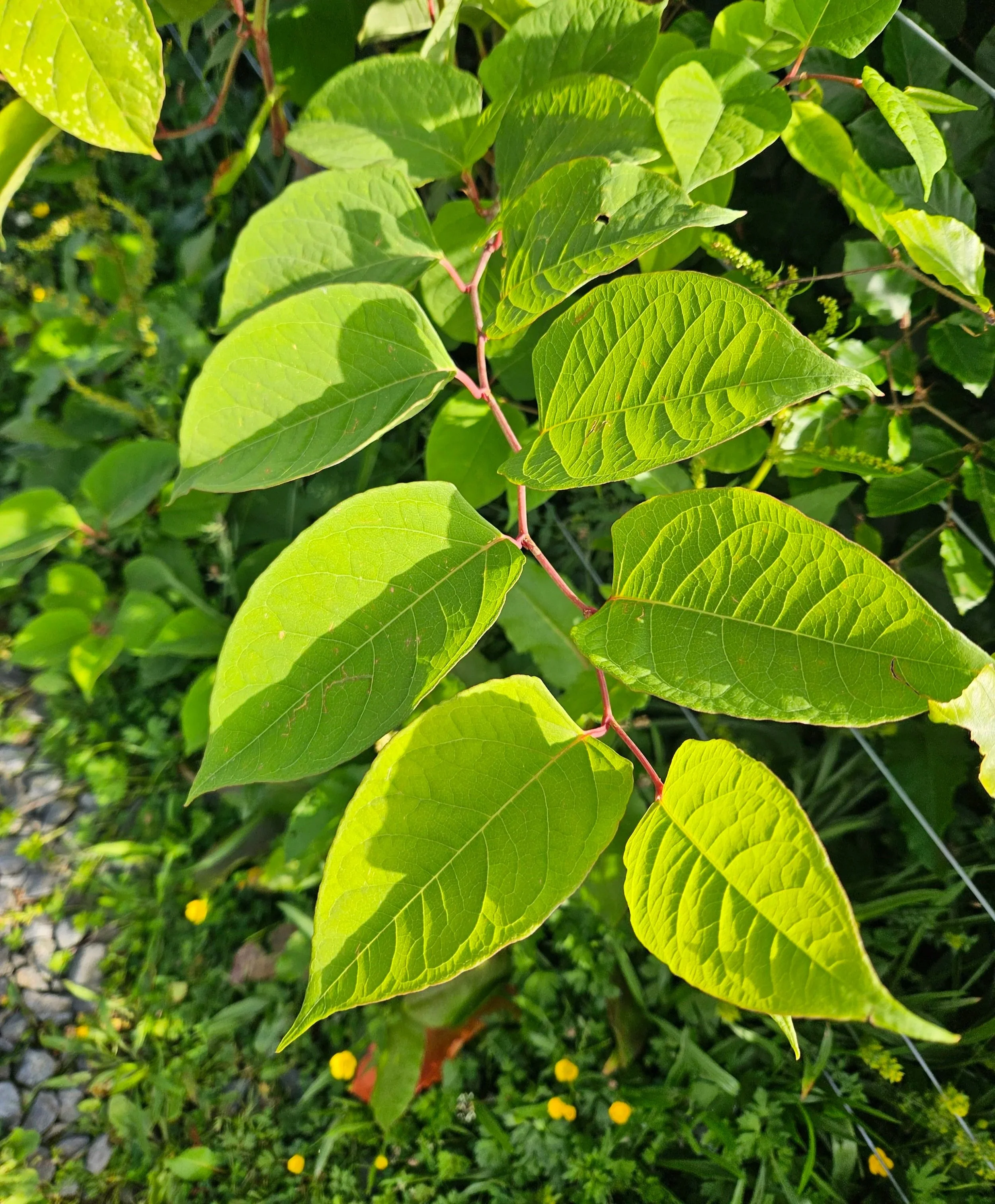 Japanese Knotweed stems being treated using stem injection