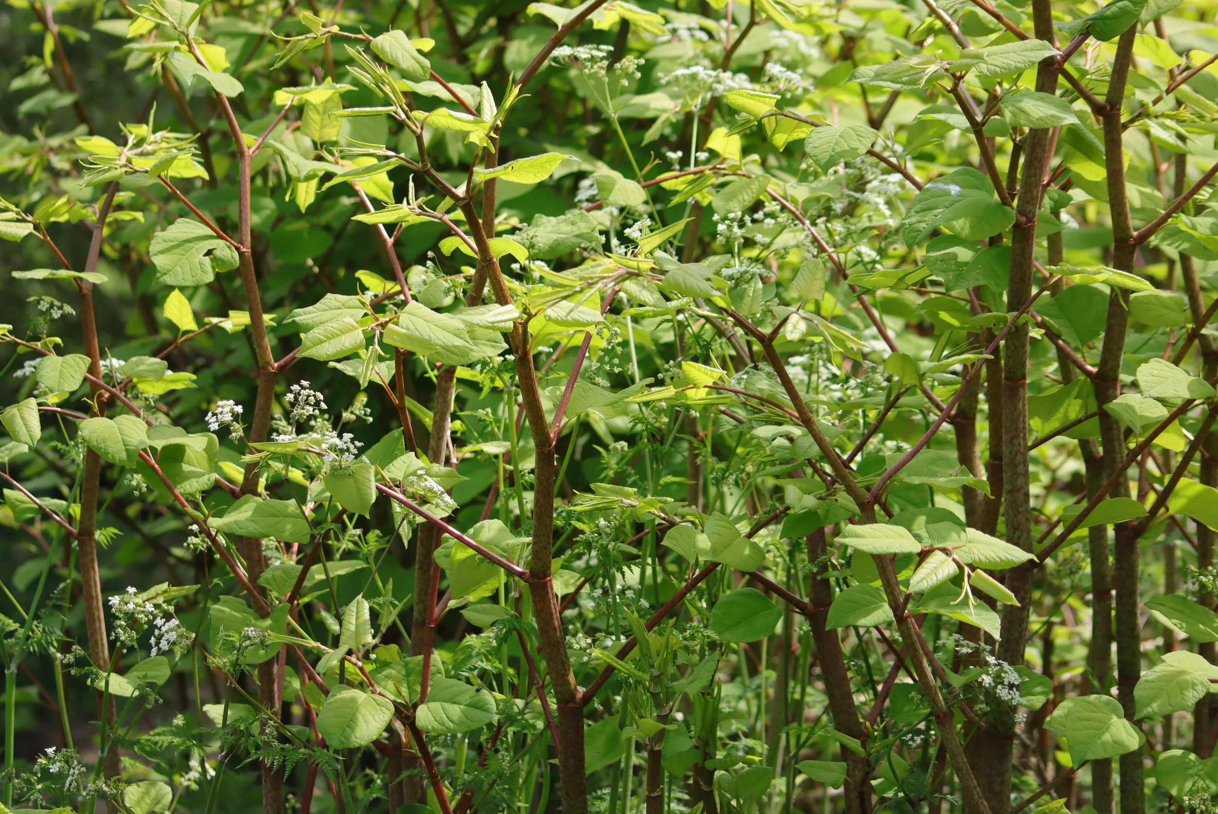Japanese knotweed treatment services in Cumbria