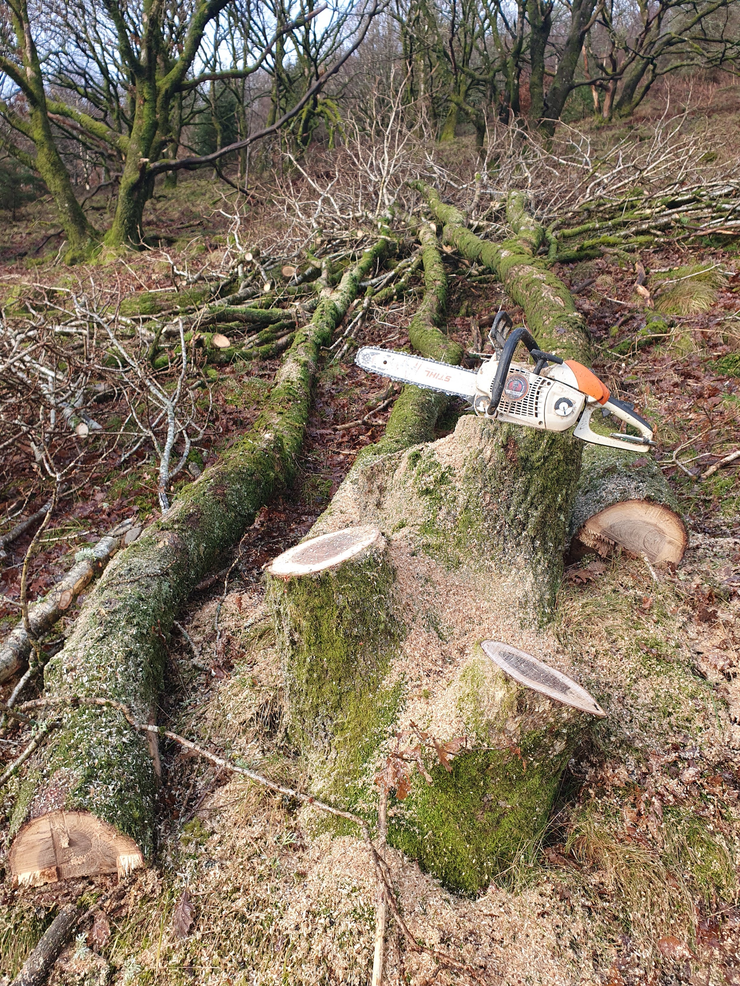 Low impact forestry extraction methods used to minimise ground damage in sensitive woodland areas