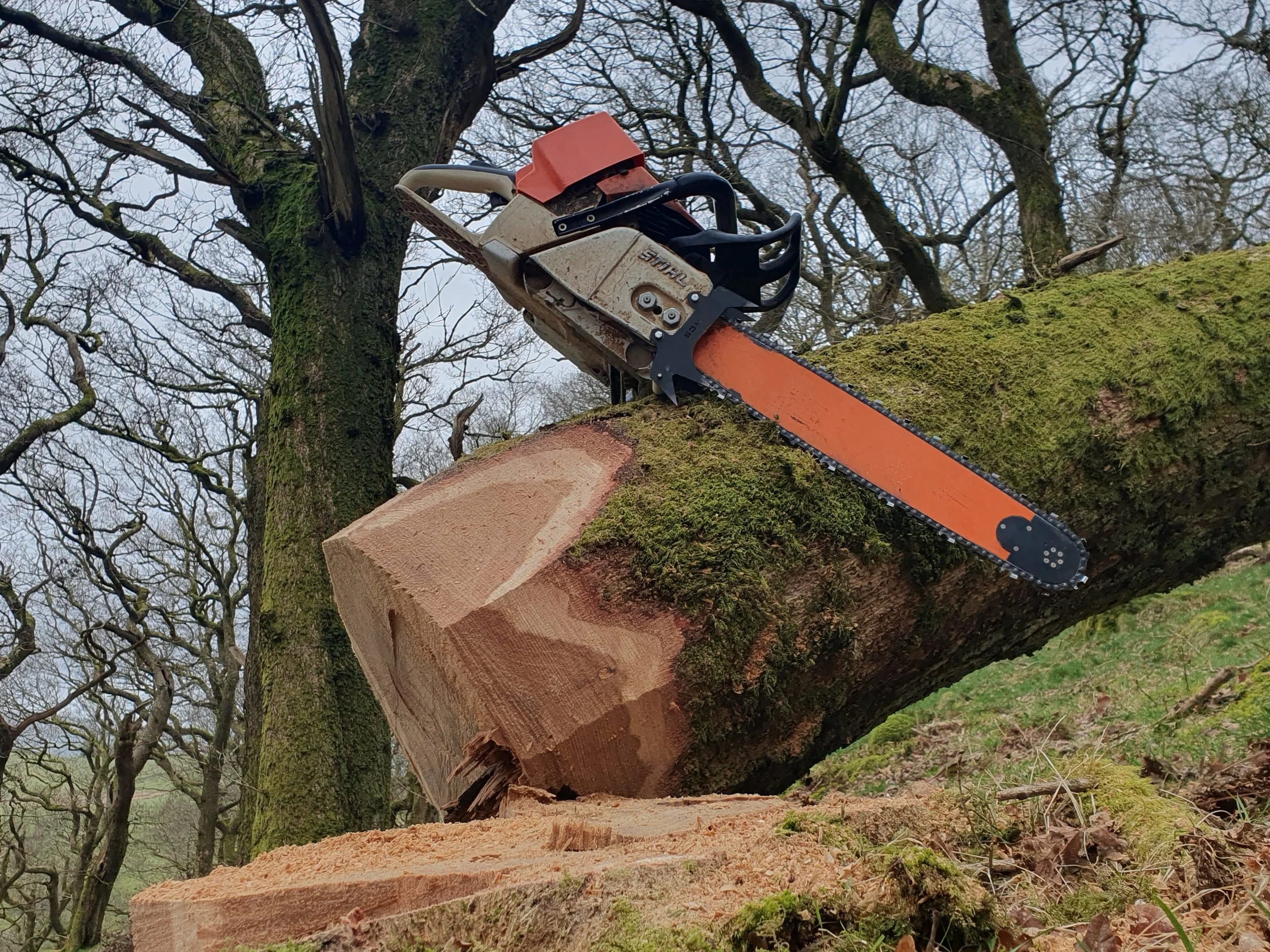 Providing forestry advice to landowners in Cumbria on woodland management, felling licences and long-term planning
