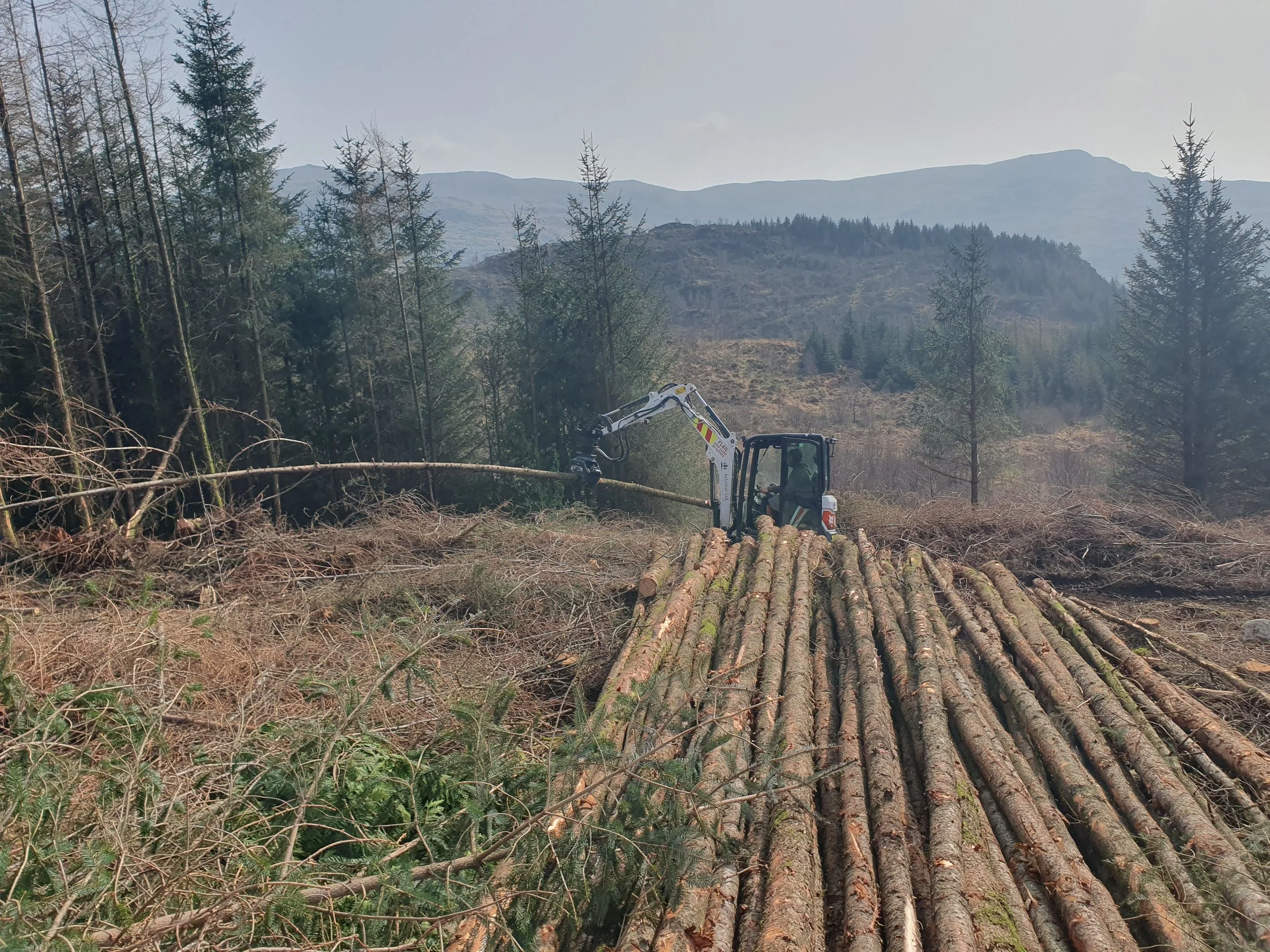 Professional tree felling as part of a sustainable woodland management project in Cumbria
