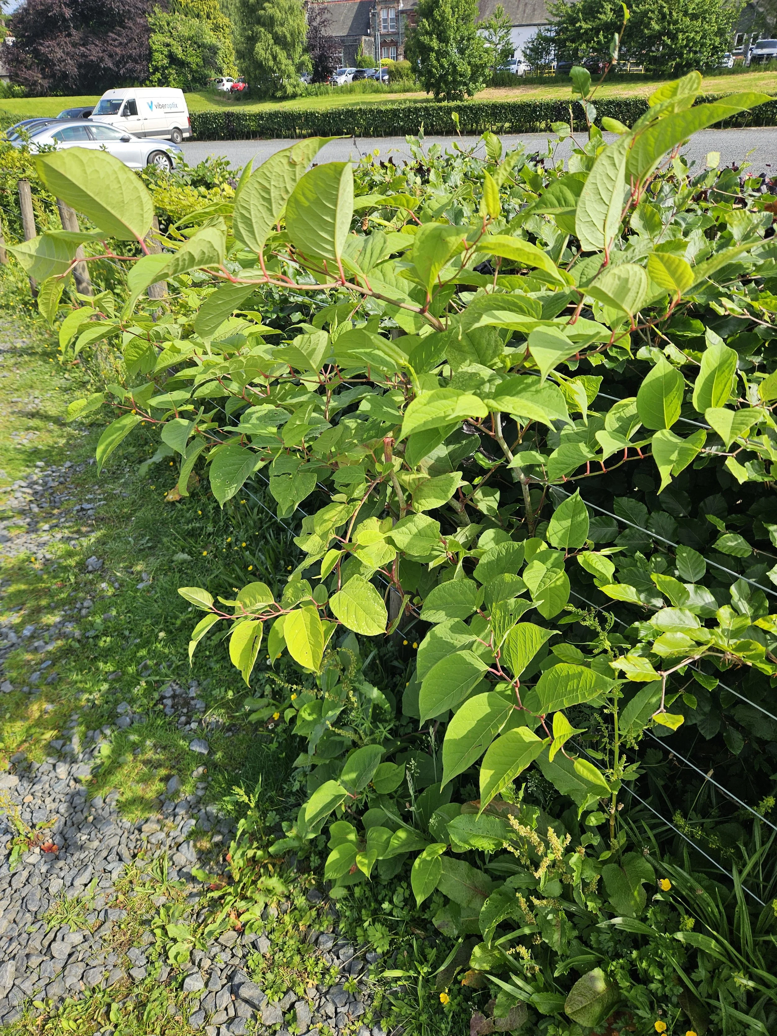 Japanese Knotweed growth near a property requiring professional assessment and treatment
