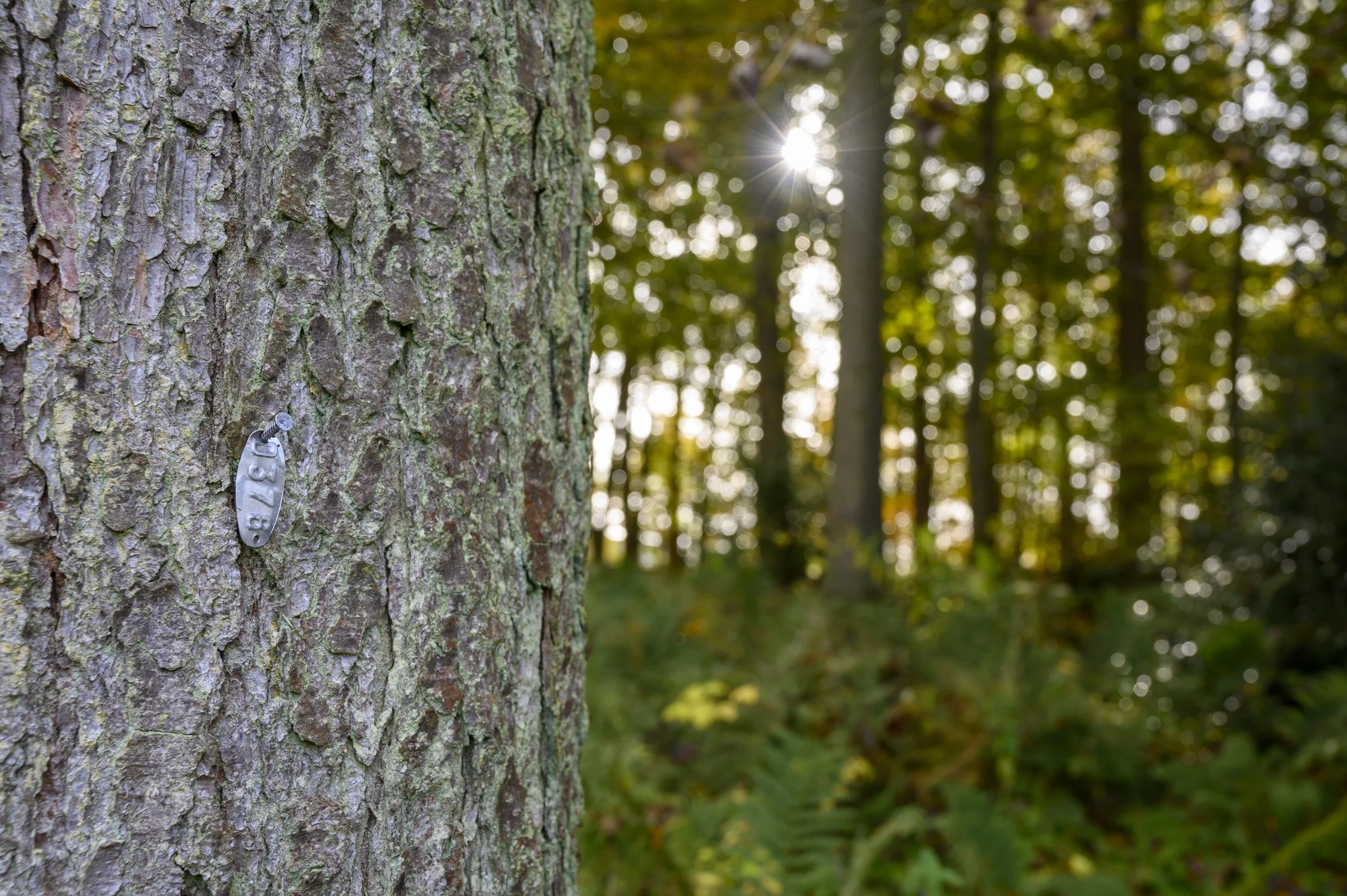 arboricultural survey Penrith