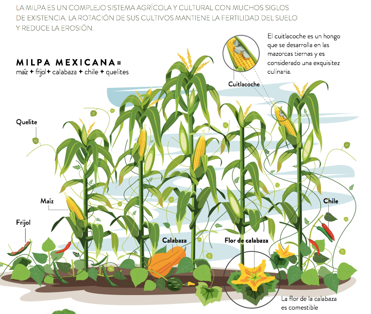 Milpa farming system. Some vegetable crops included&nbsp;chiles, corn, beans, and squash