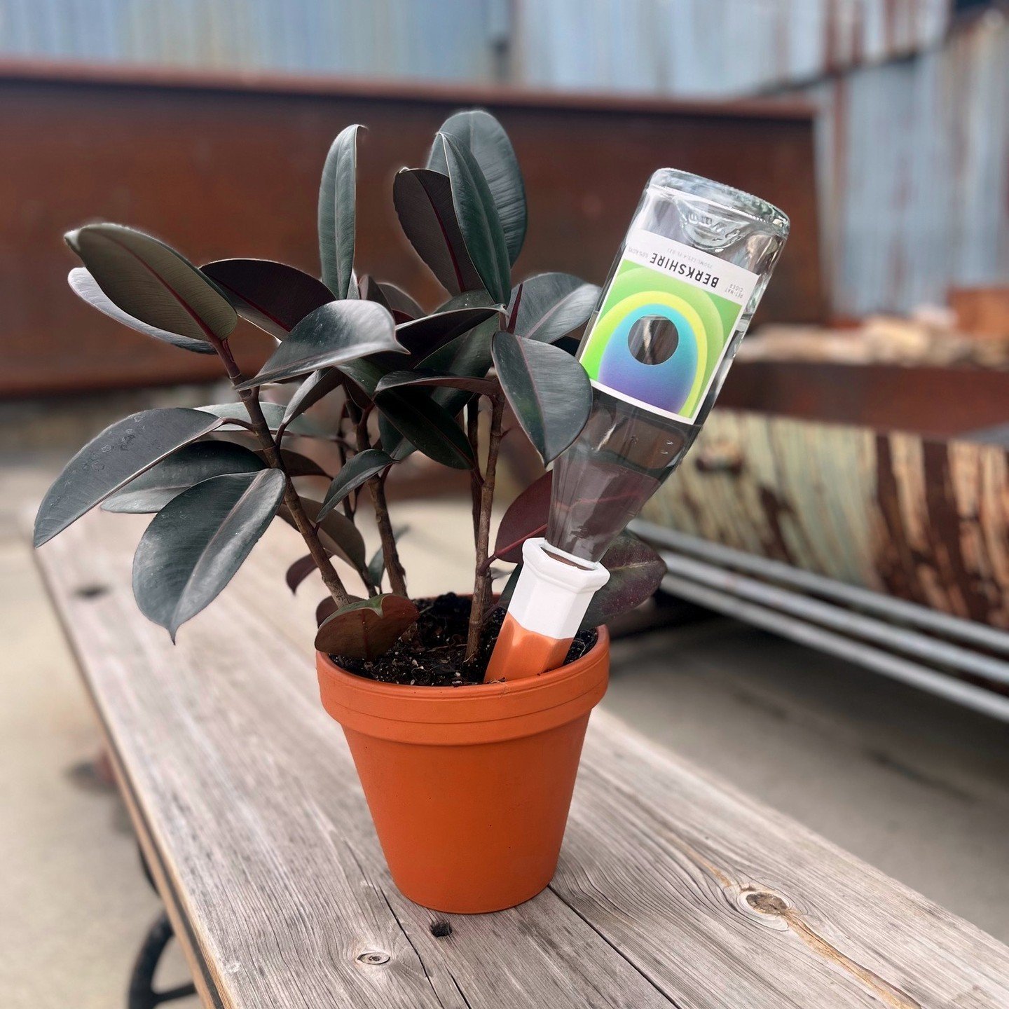 New! In the tasting room - a new way to re-use your empty cider bottles :) 🌎

We just stocked these super cute terracotta watering stakes! Keep your plants hydrated while re-using wine/cider bottles - the porous clay allows for gradual water absorpt