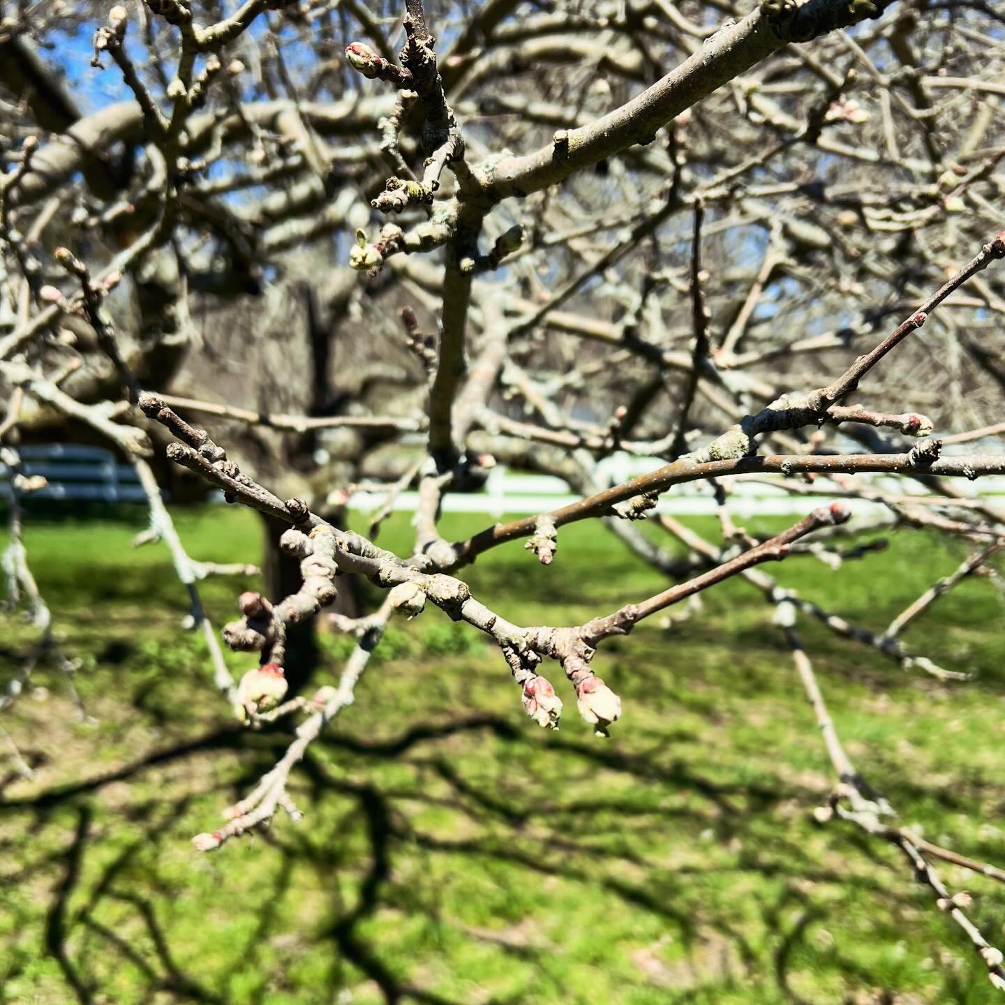 Buds looking pretty happy and healthy in the @hancockshakervillage orchard! 
We&rsquo;re not out of the woods yet, though - it&rsquo;s going to be another cold one tonight.🤞🏻