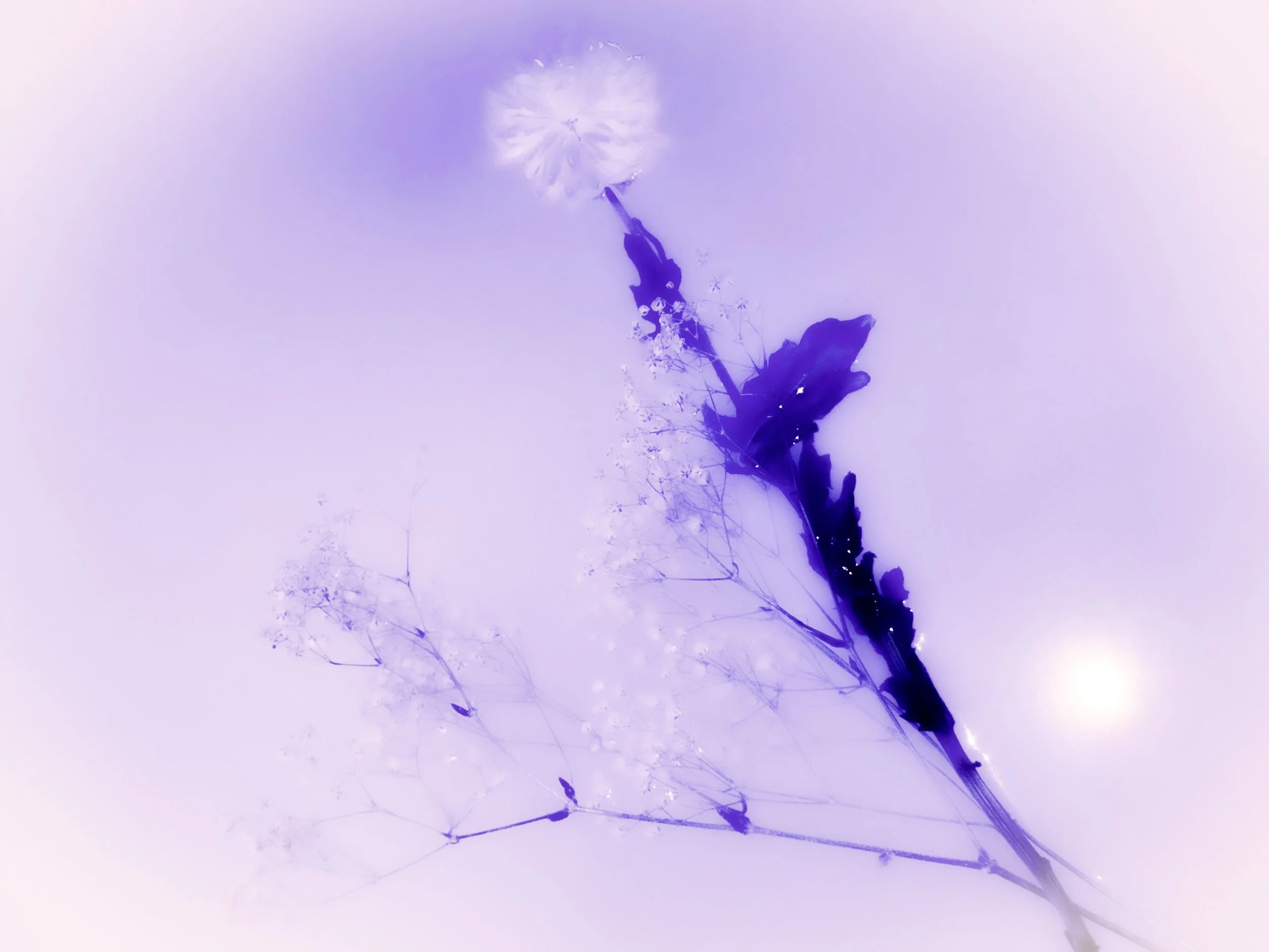 ABF1DD95-85D0-40D6-89B2-846F208CE97B.jpeg