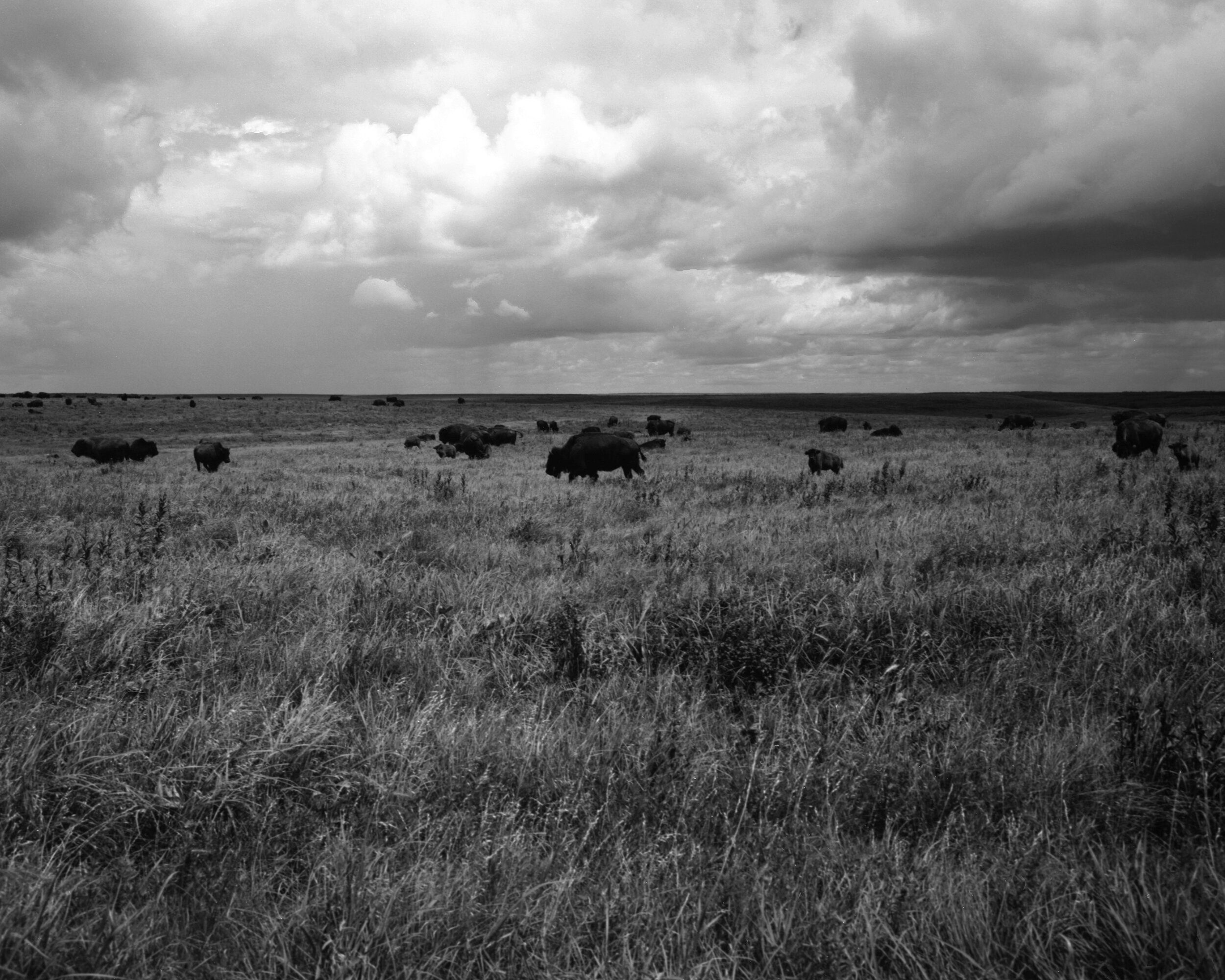 tallgrass7.jpg