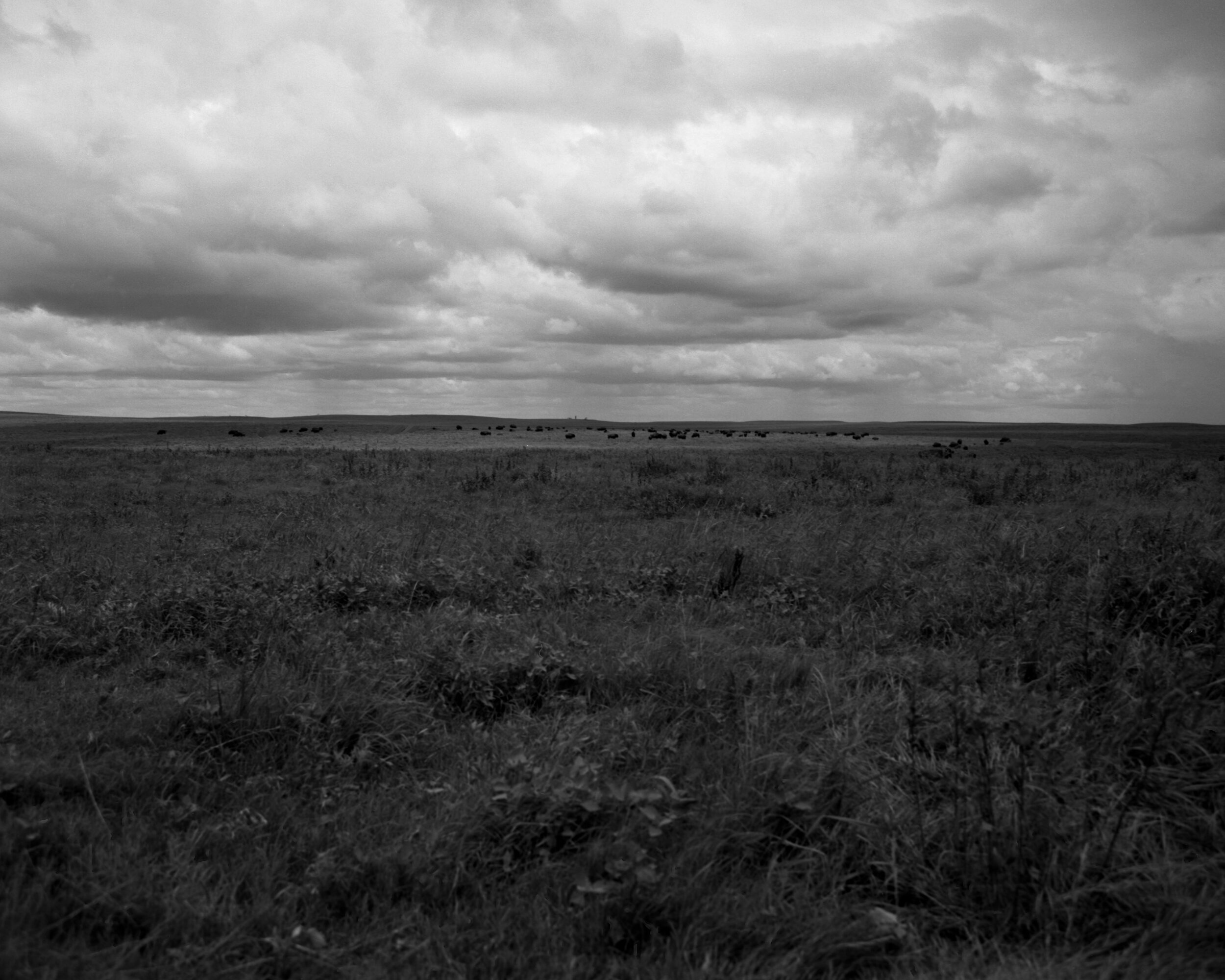 tallgrass11.jpg