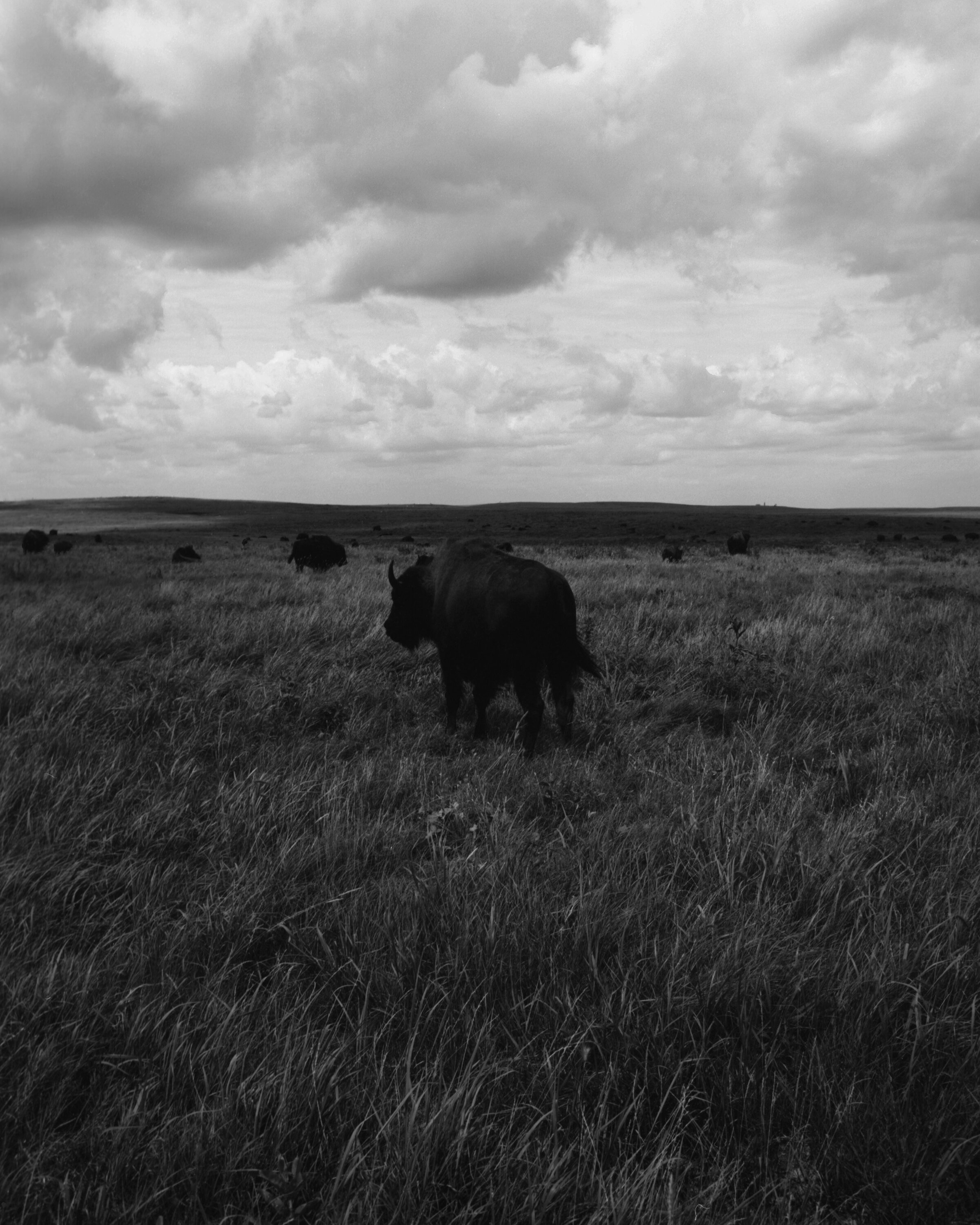 tallgrass10.jpg