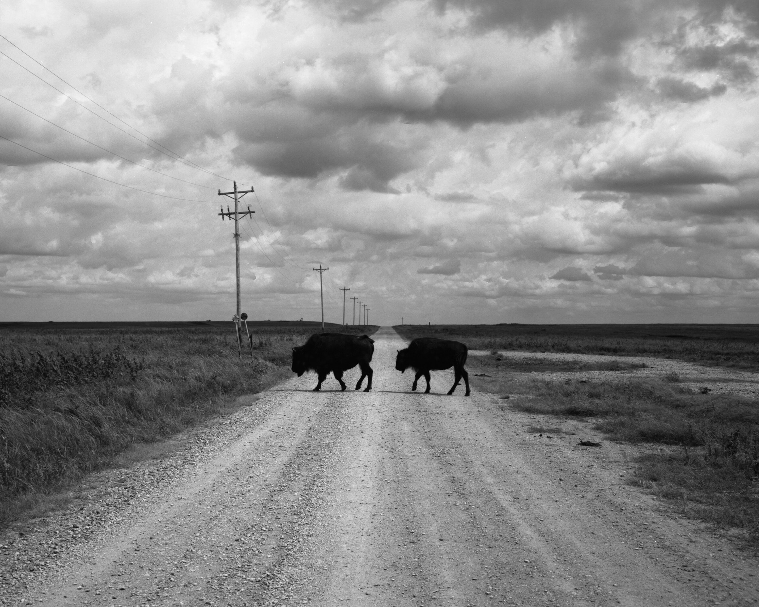 tallgrass4.jpg