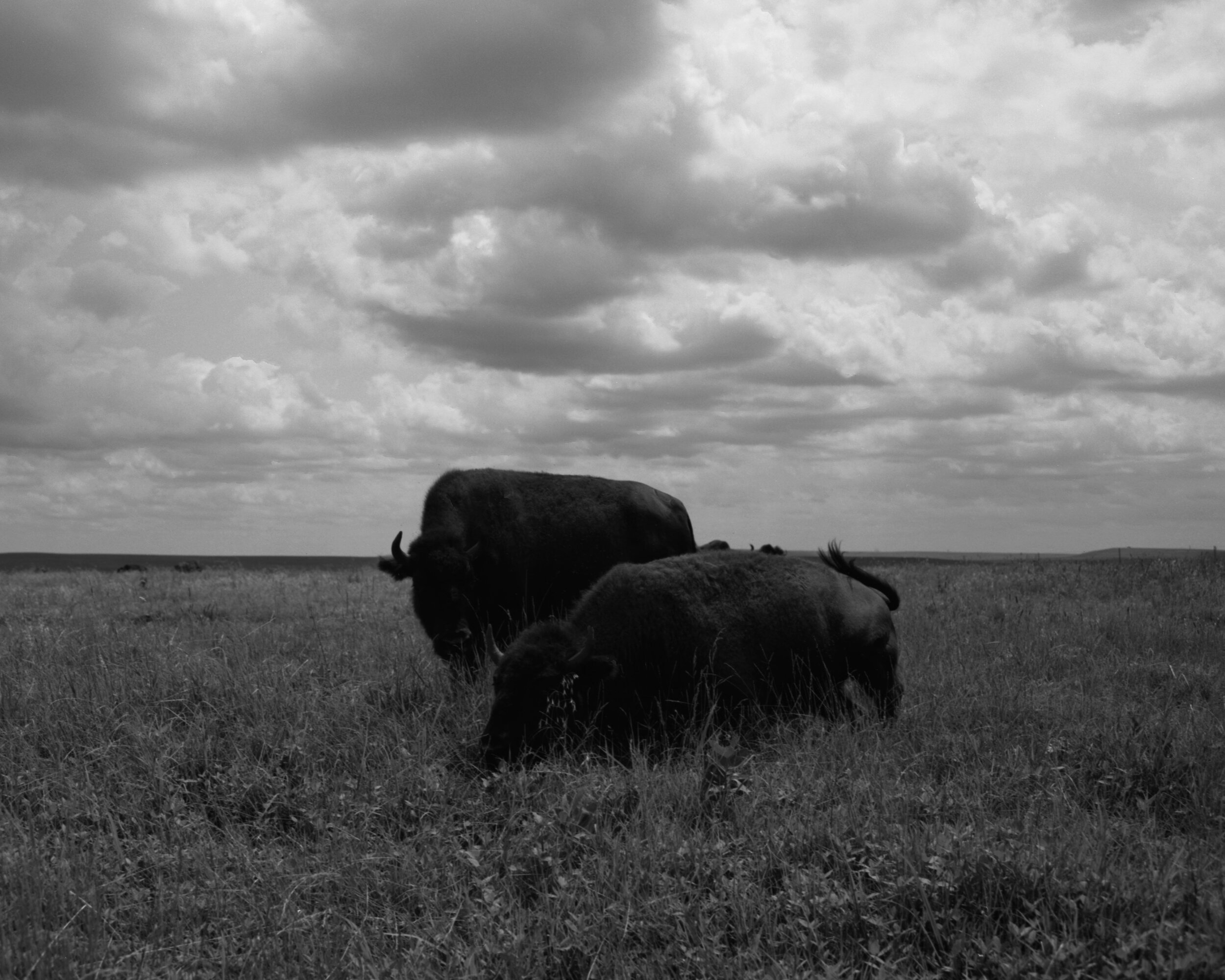 tallgrass8.jpg