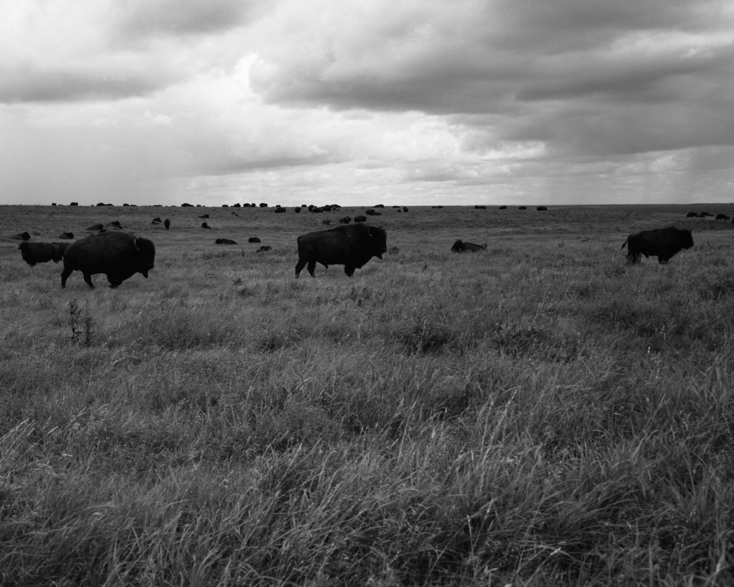 tallgrass6.jpg