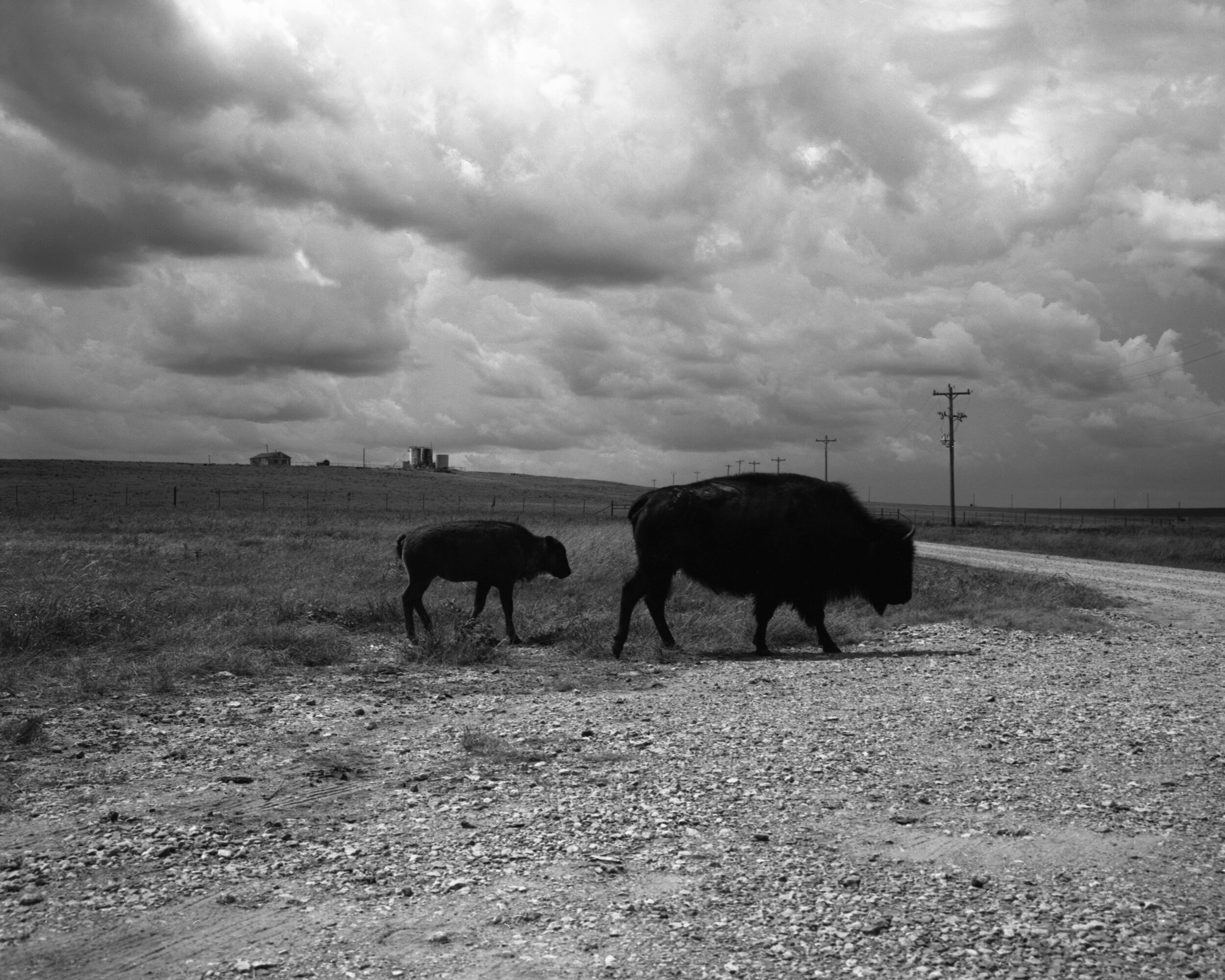 tallgrass5.jpg