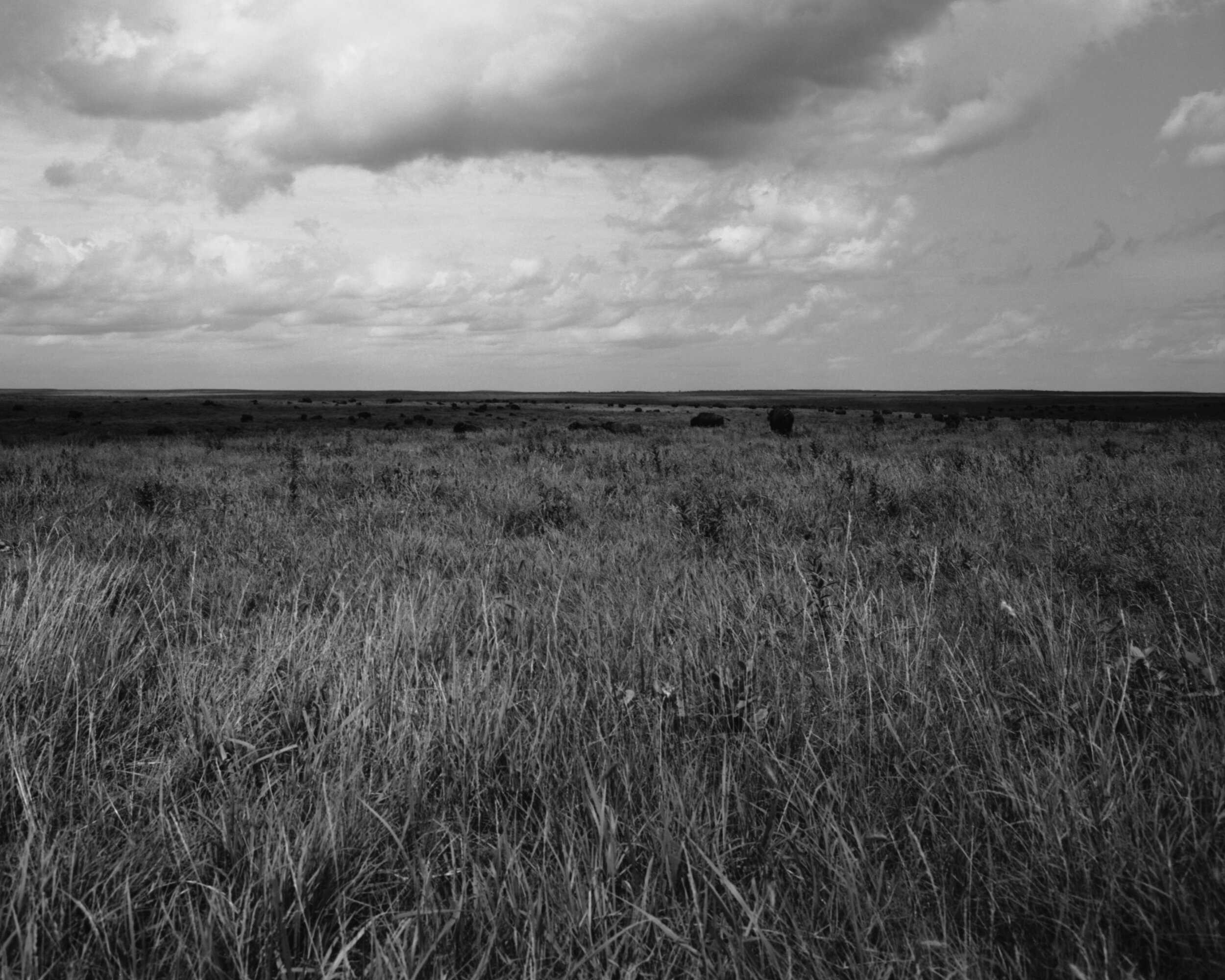 tallgrass12.jpg