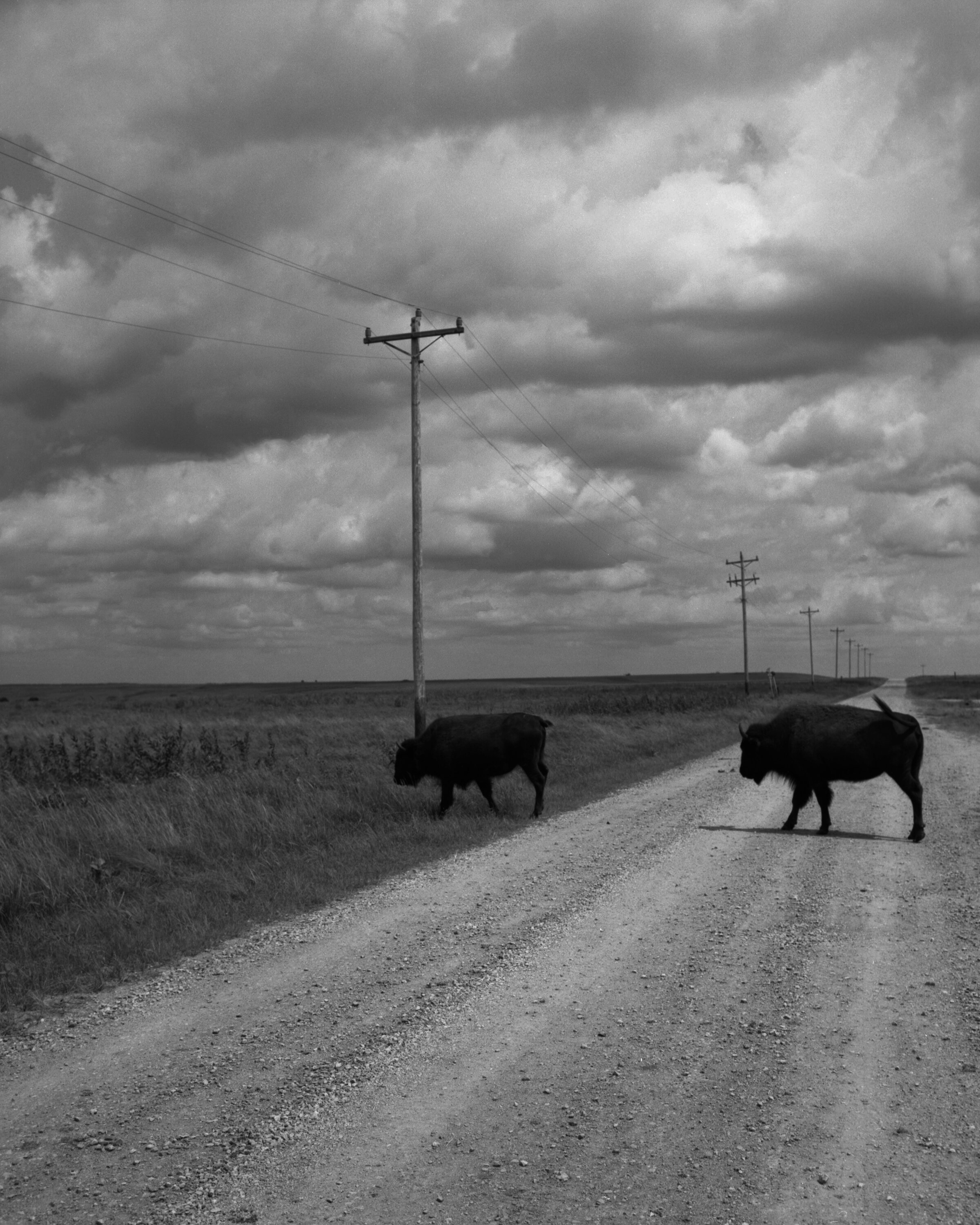 tallgrass9.jpg