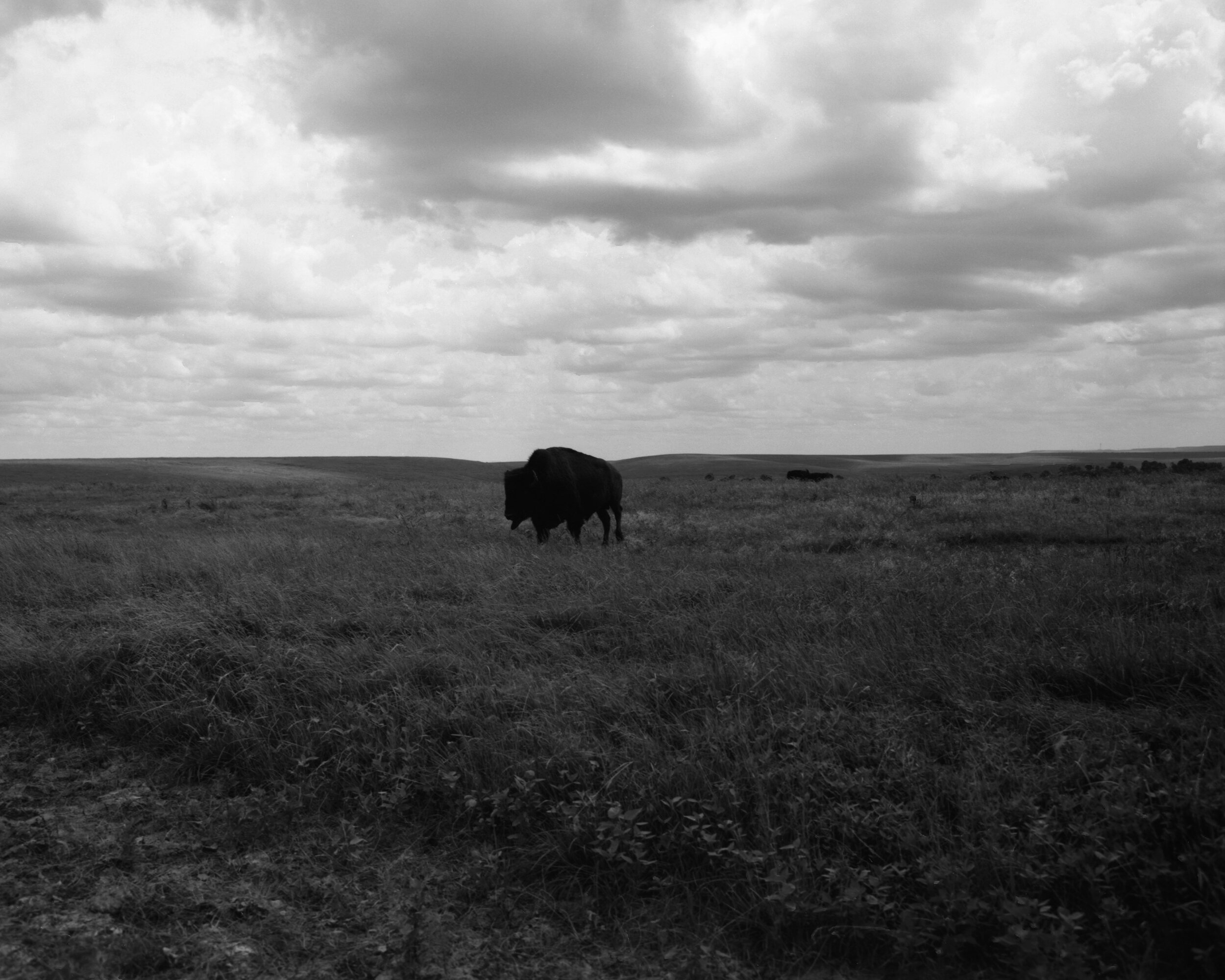 tallgrass3.jpg