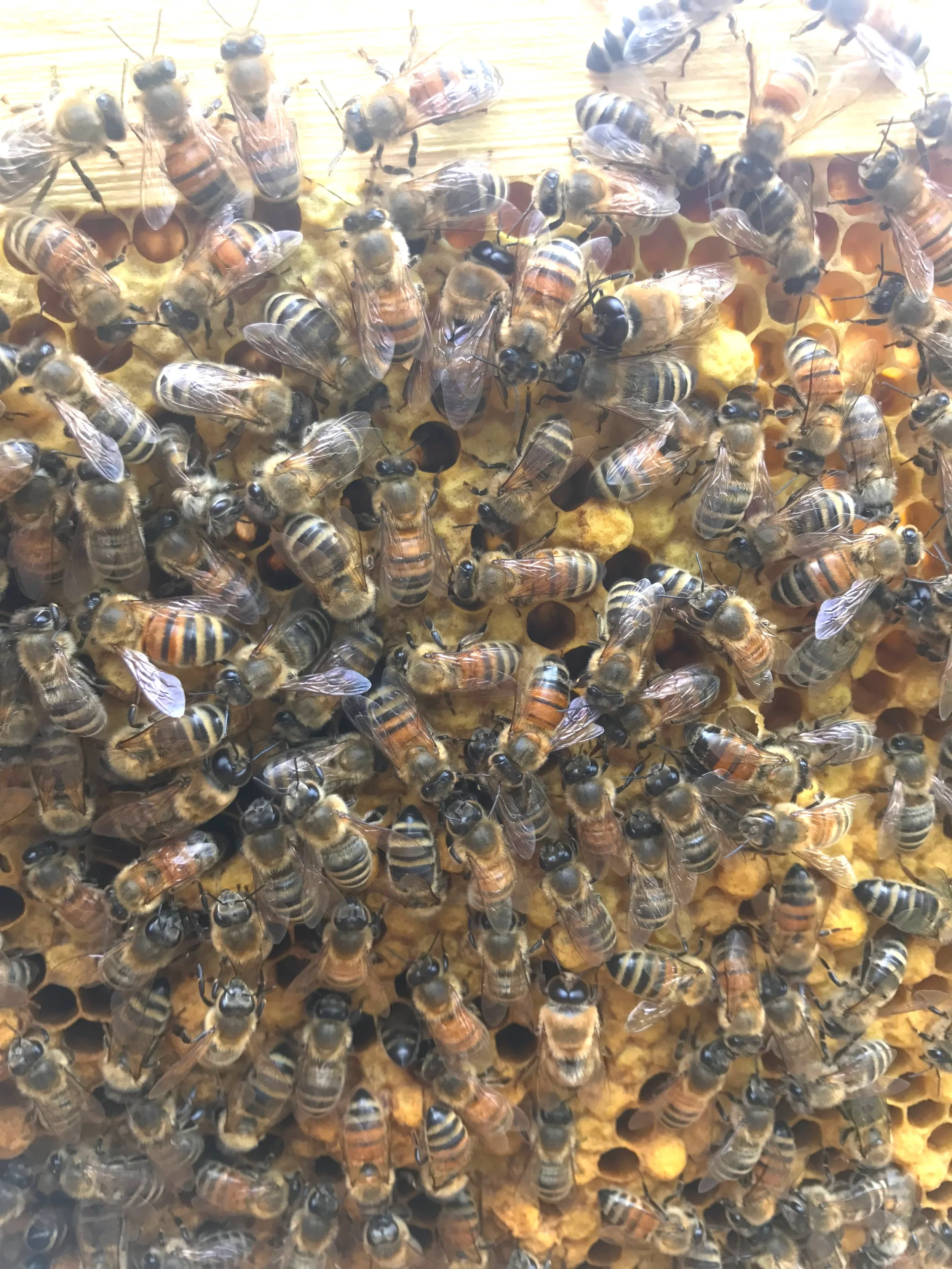 2024 Nucleus Colonies Living Water Community Center